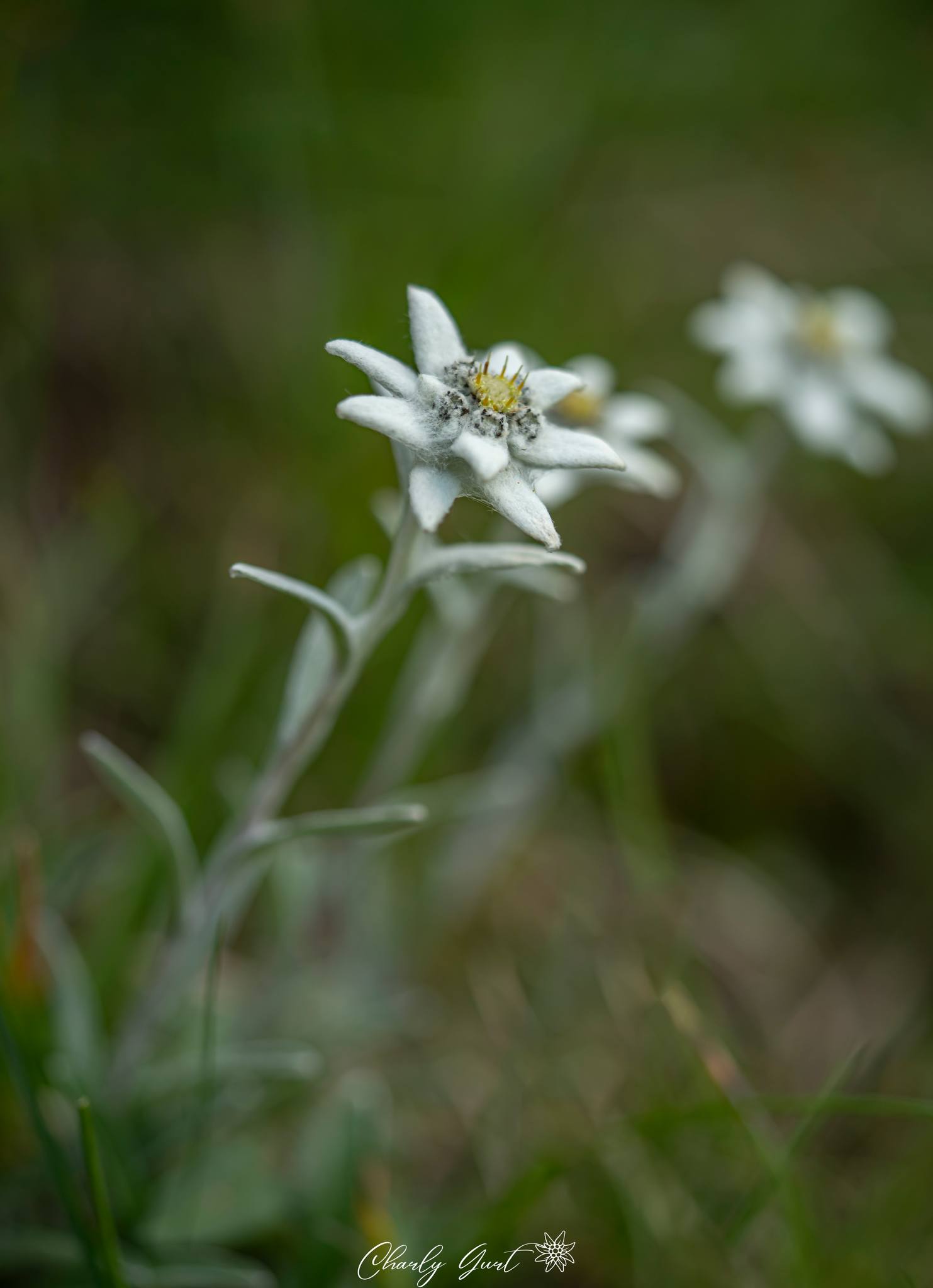 Edelweiss