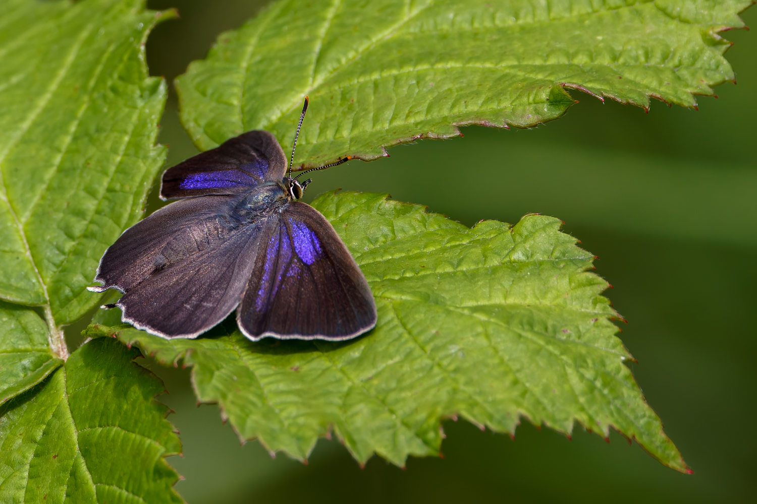 Blauer Eichen-Zipfelfalter  ( Quercusia quercus )