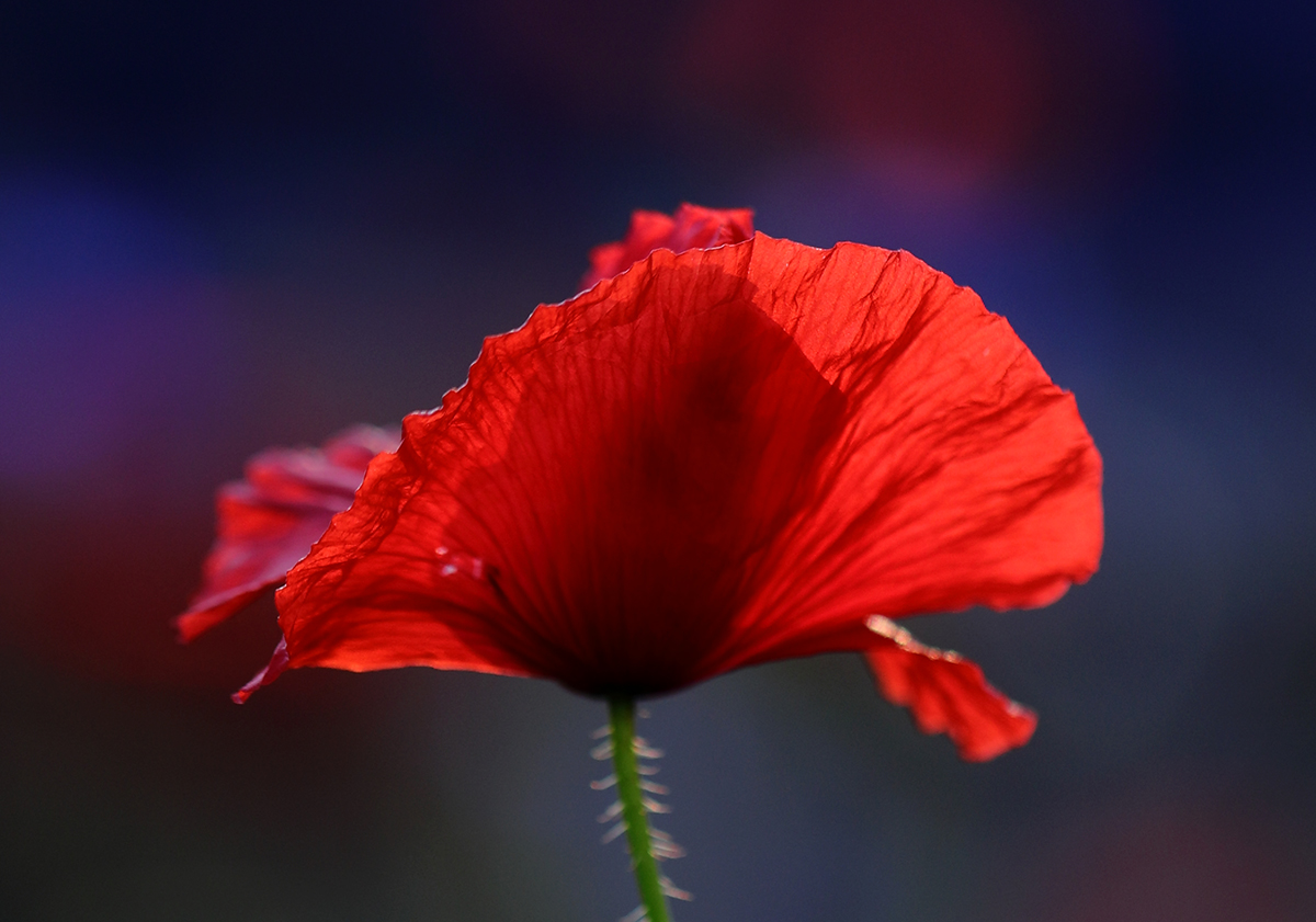 nochmal Mohn