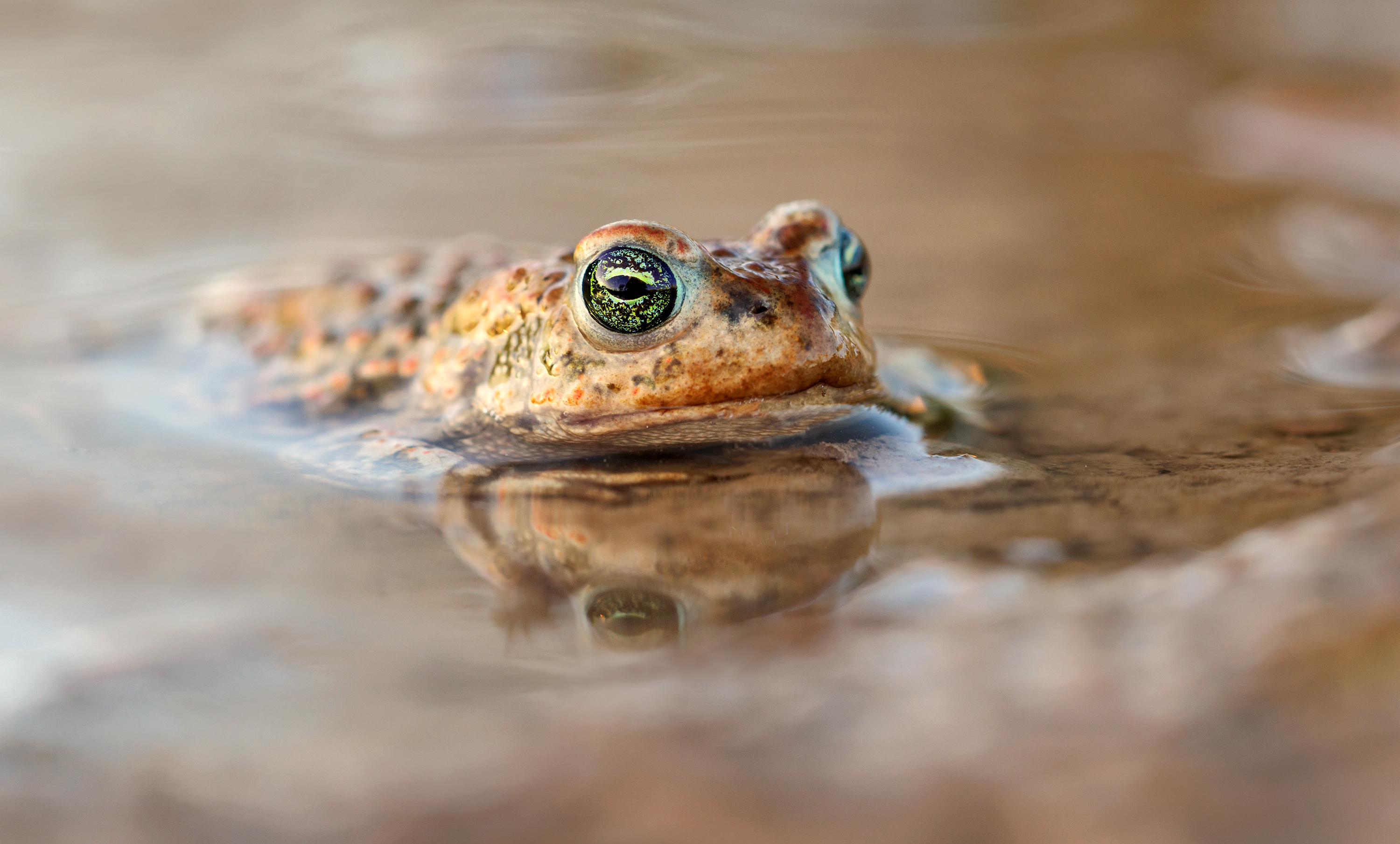 Hübsche Augen....