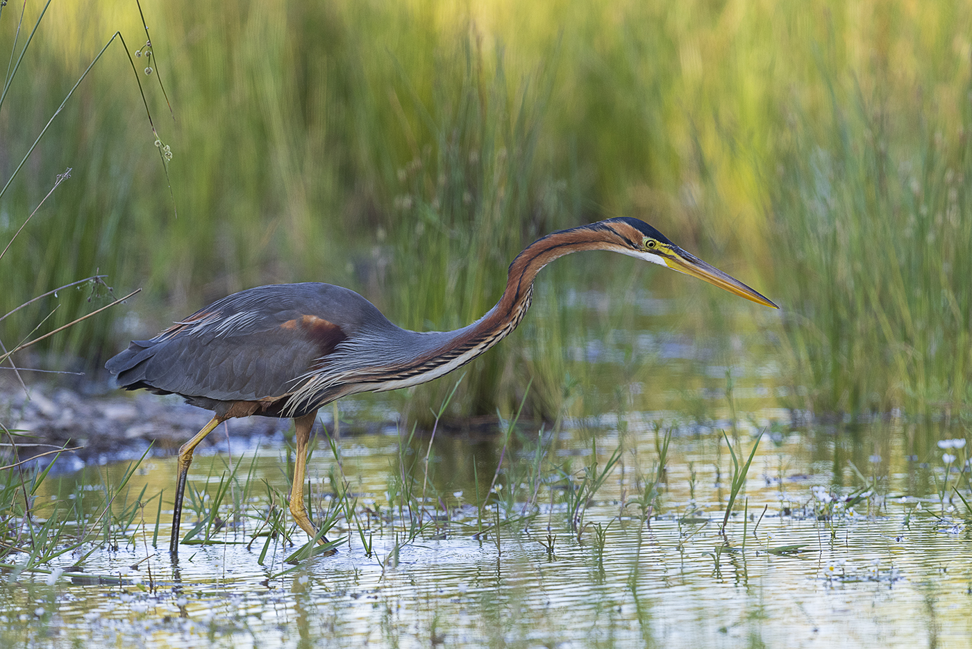 Purpurreiher – Ardea purpurea