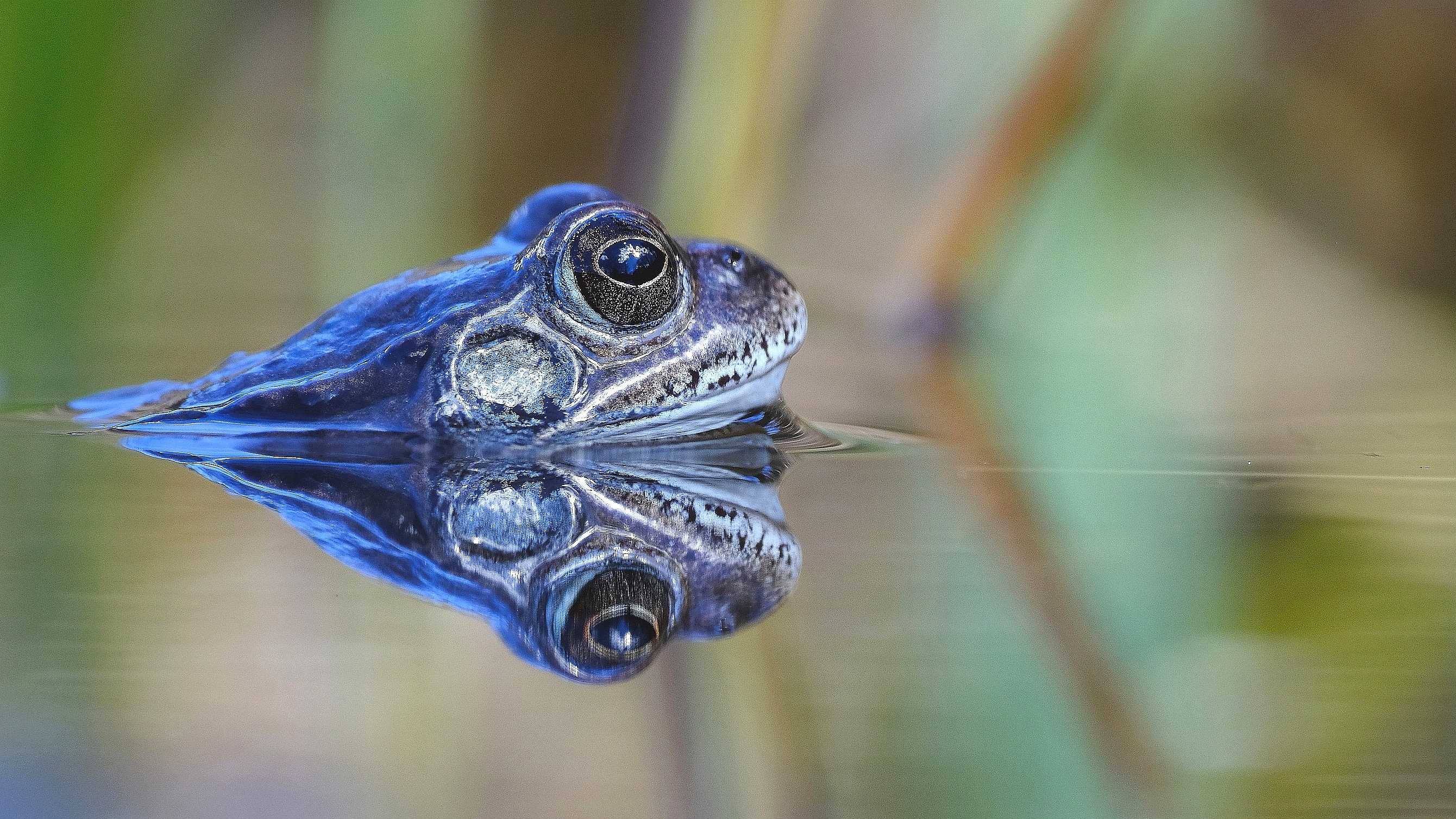 Grasfrosch