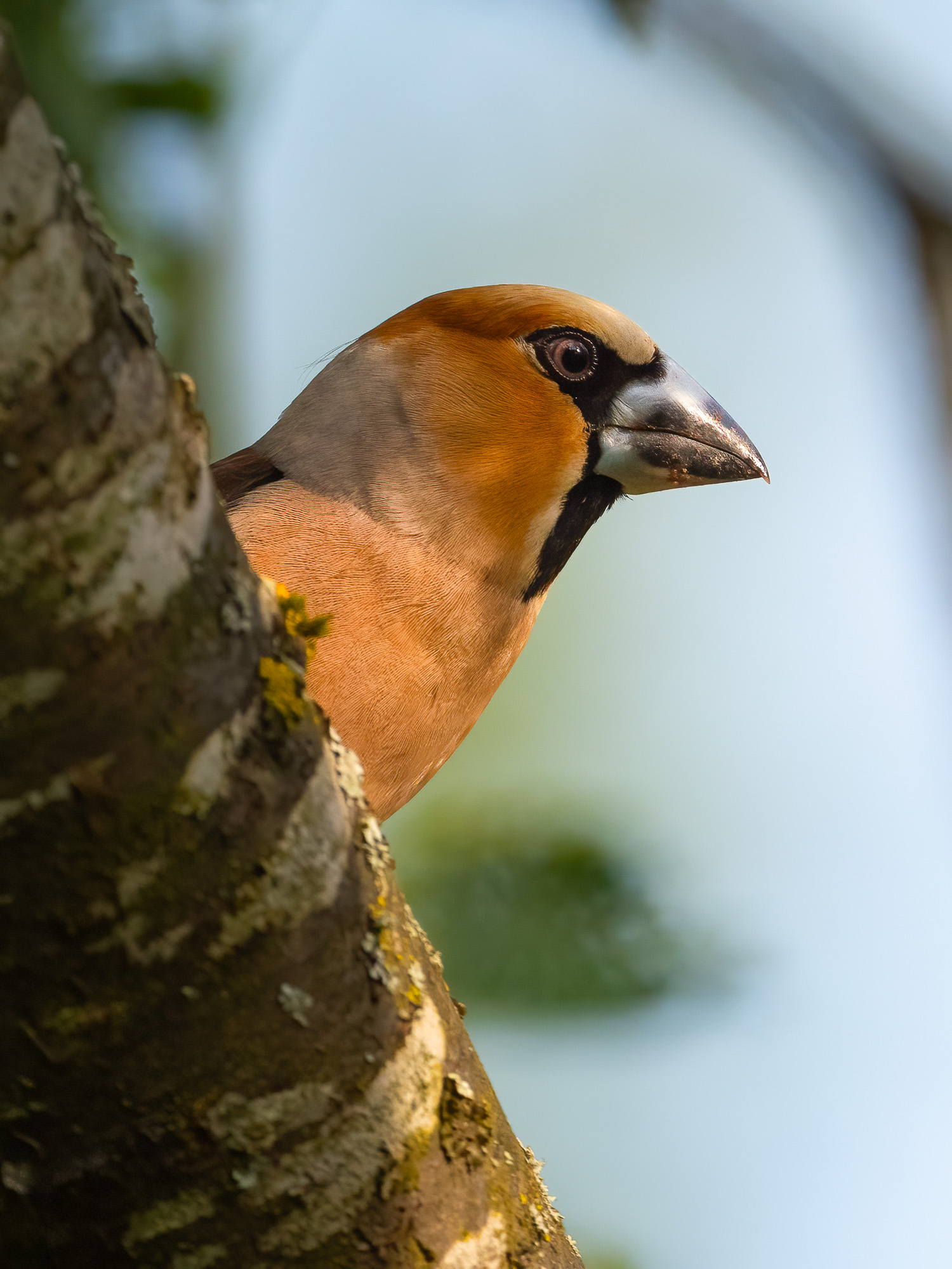 Kernbeisser Portrait