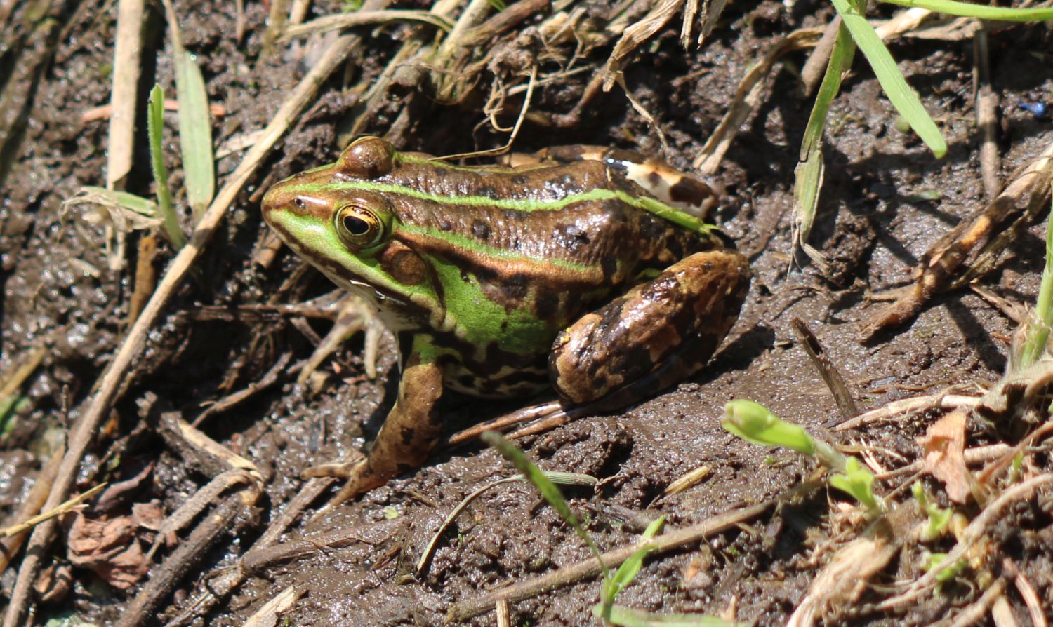 Frosch am Regenrückhaltebeckebn