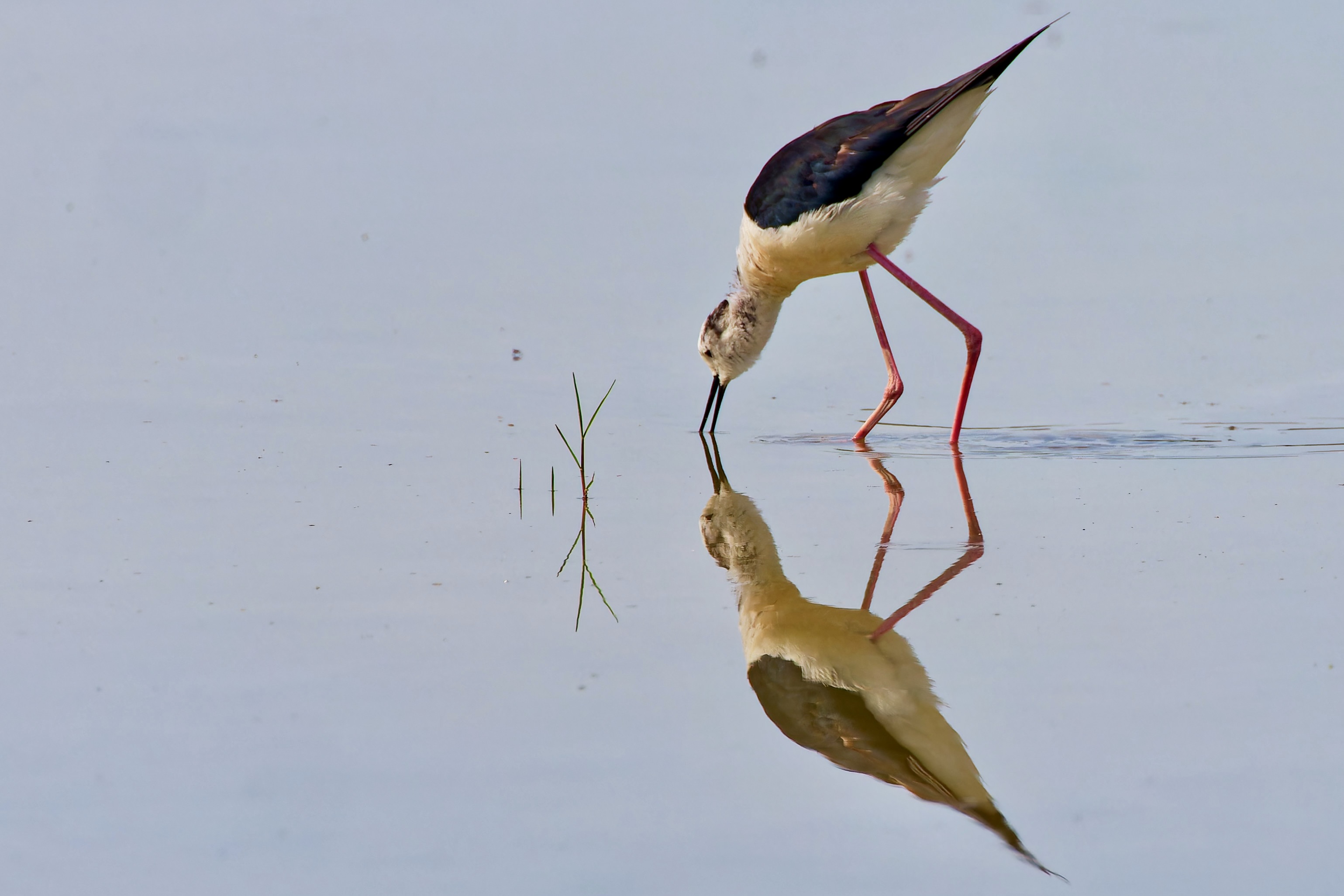 Ob er sich im Spiegelbild erkennt ?