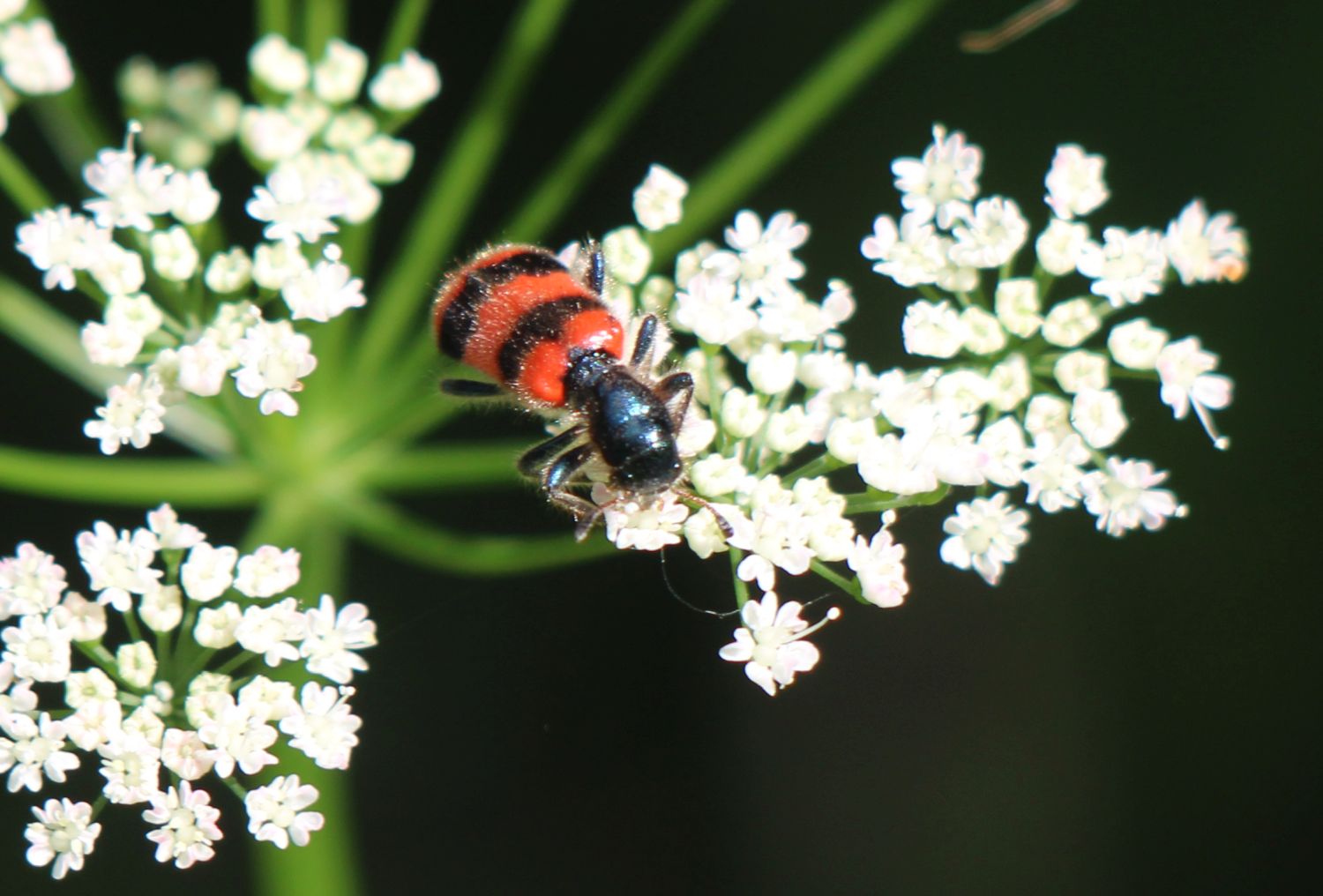 Zottiger Bienenkäfer