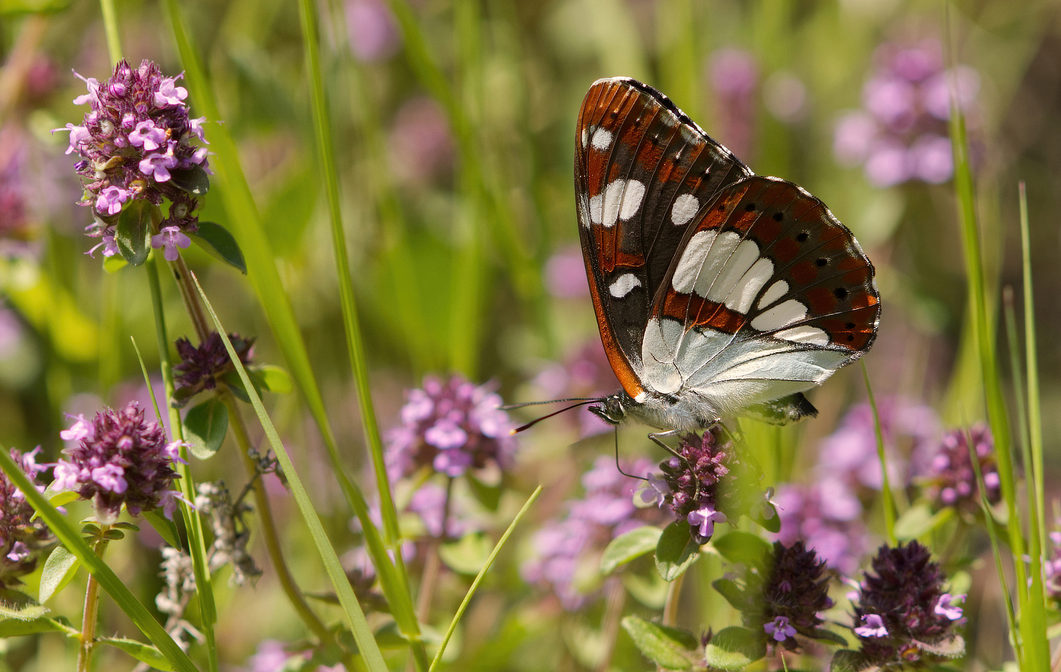 Blauschwarzer Eisvogel (Limenitis reducta)