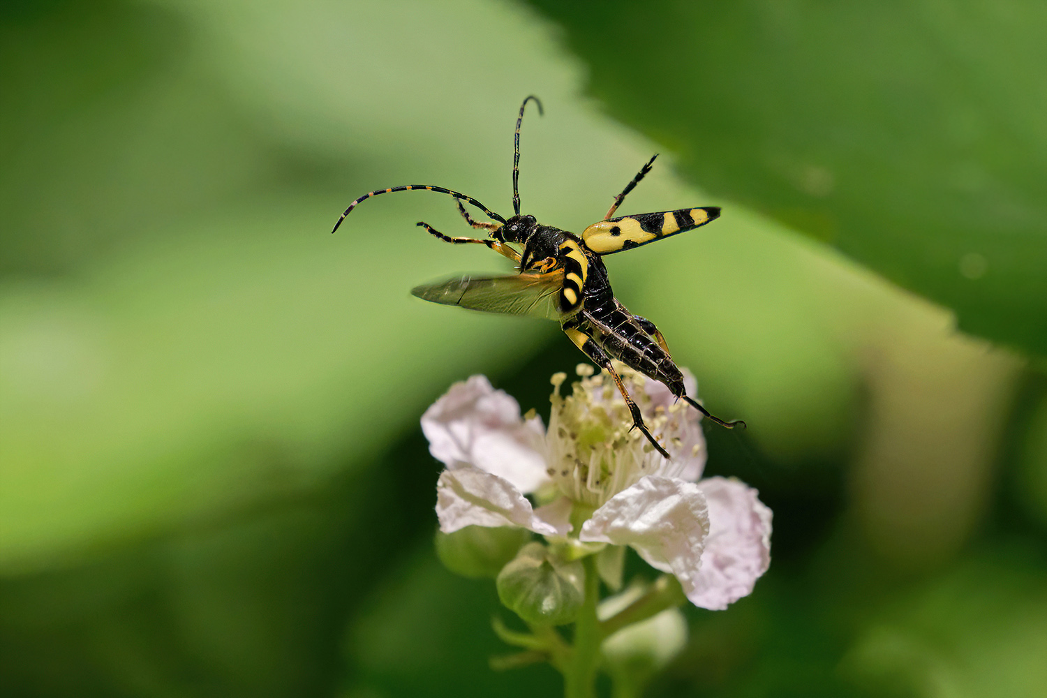 Zur nächsten Blüte