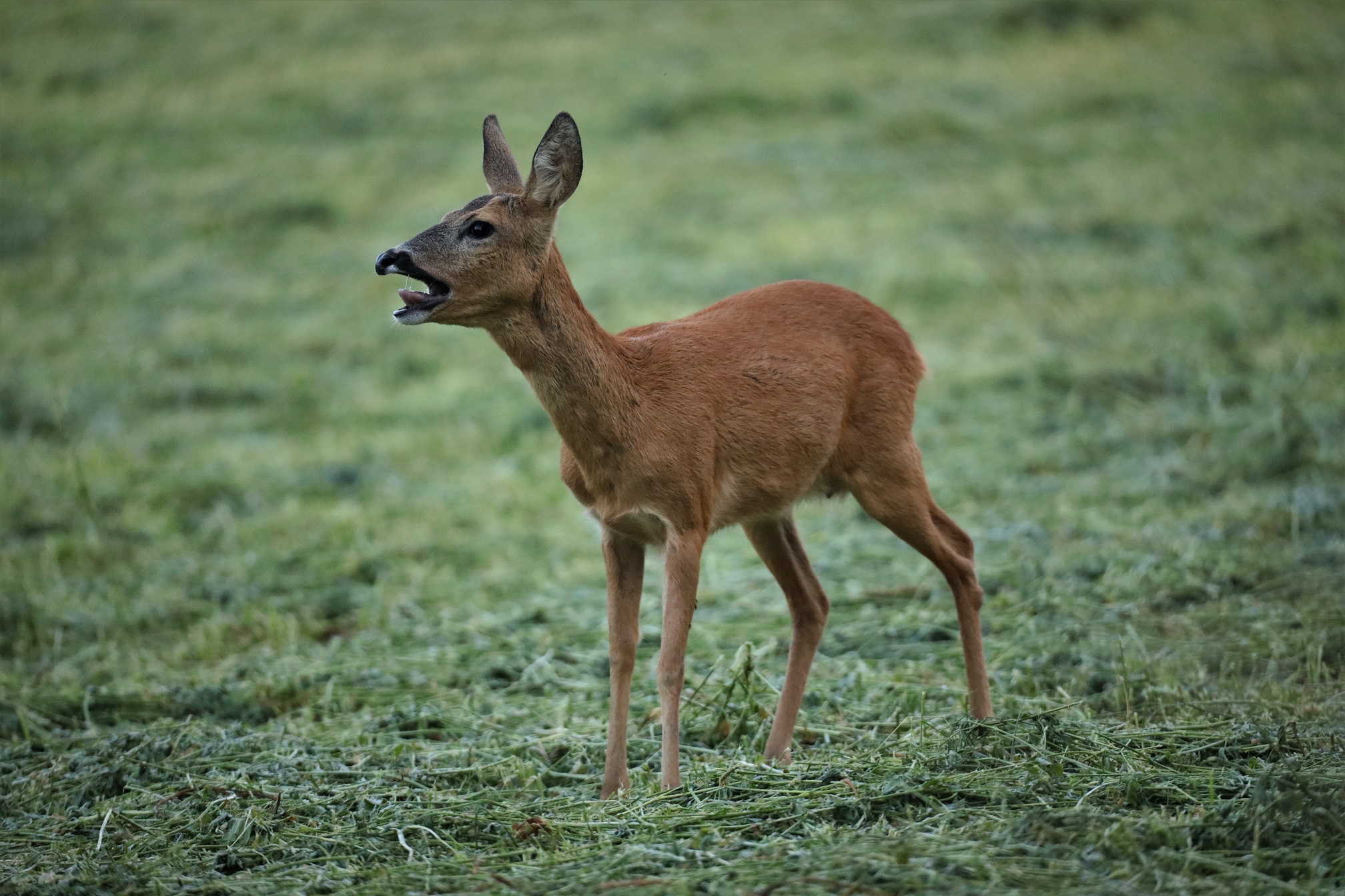 Reh (Capreolus capreolus)