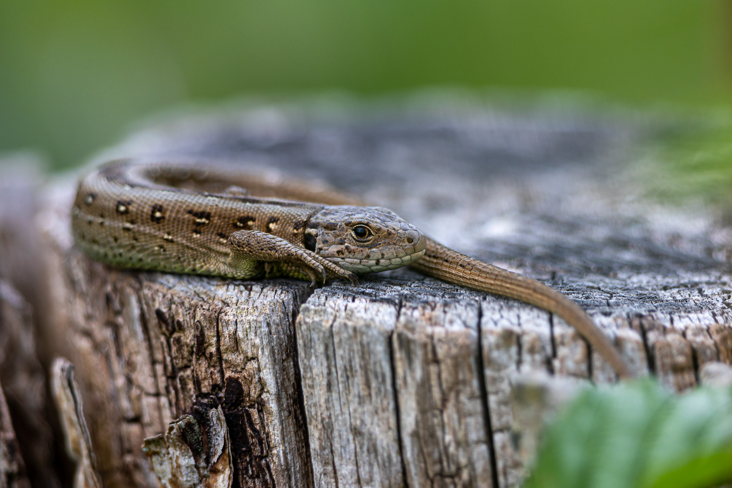 Zauneidechsenfrau