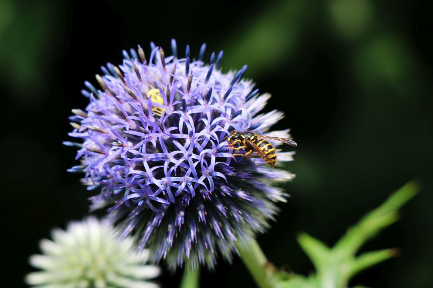 Wespe auf der Kugeldistel