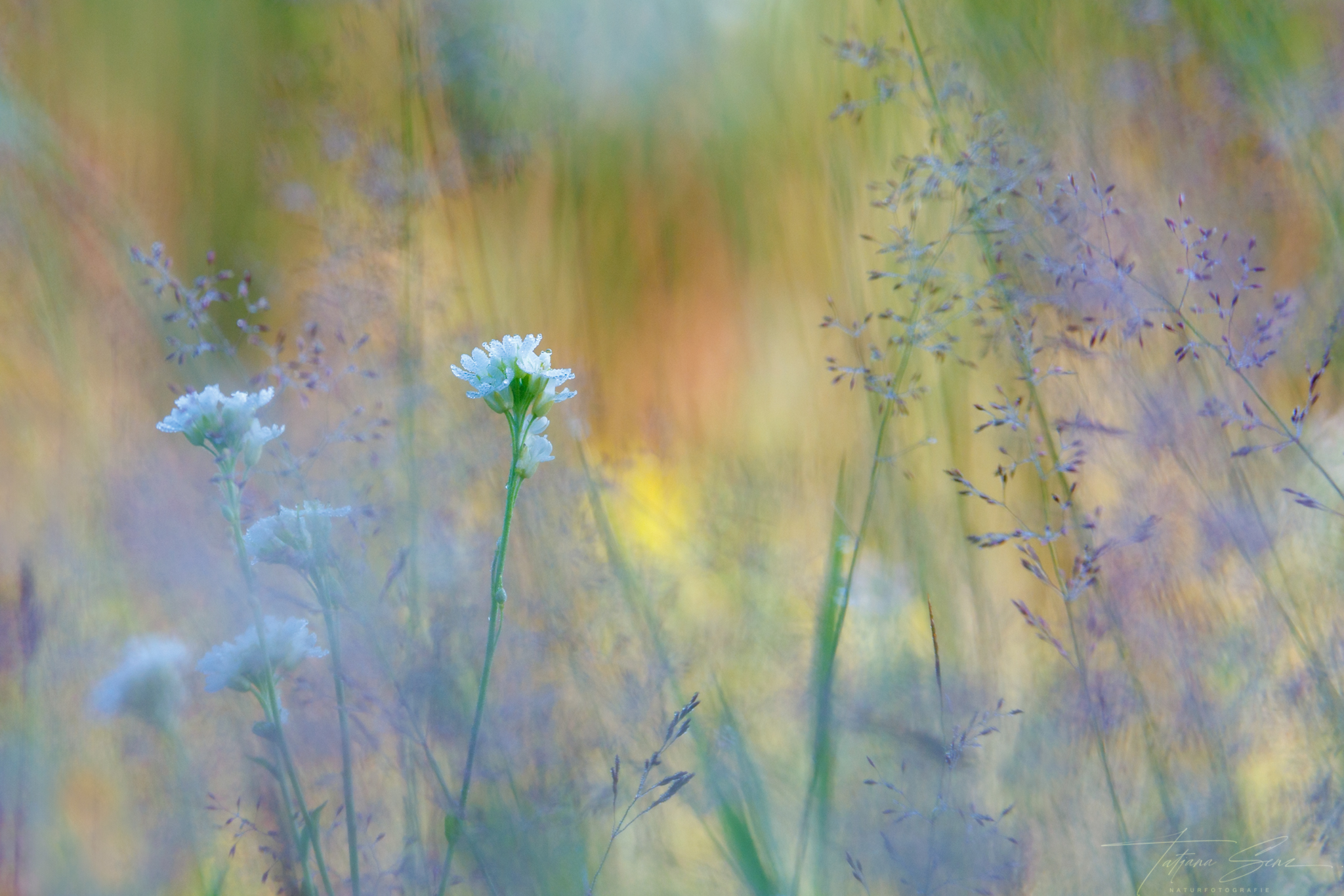 SOMMERWIESE