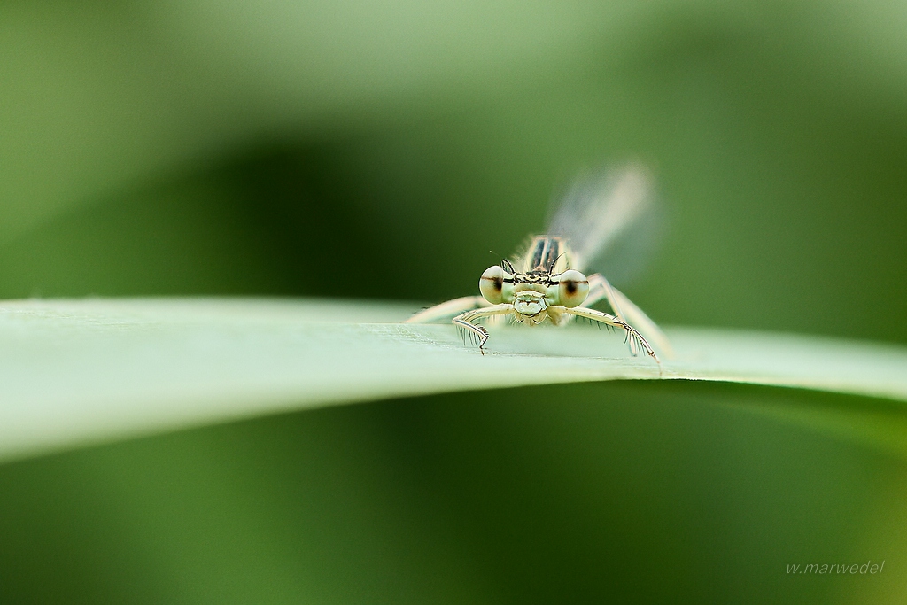 Libelle