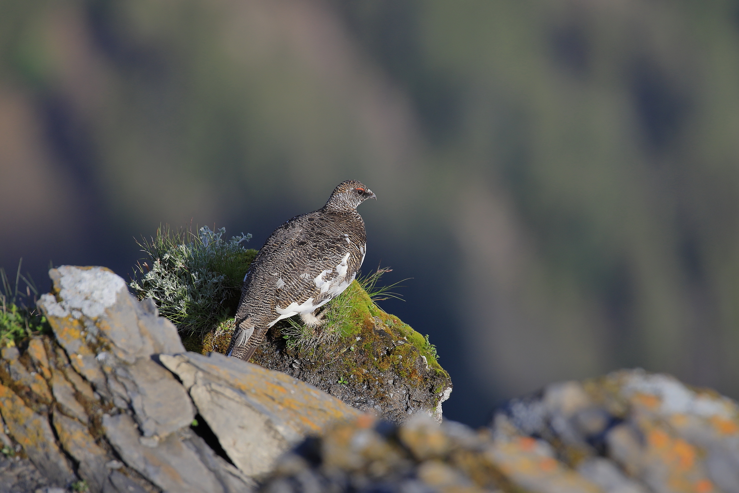 Alpenschneehuhn