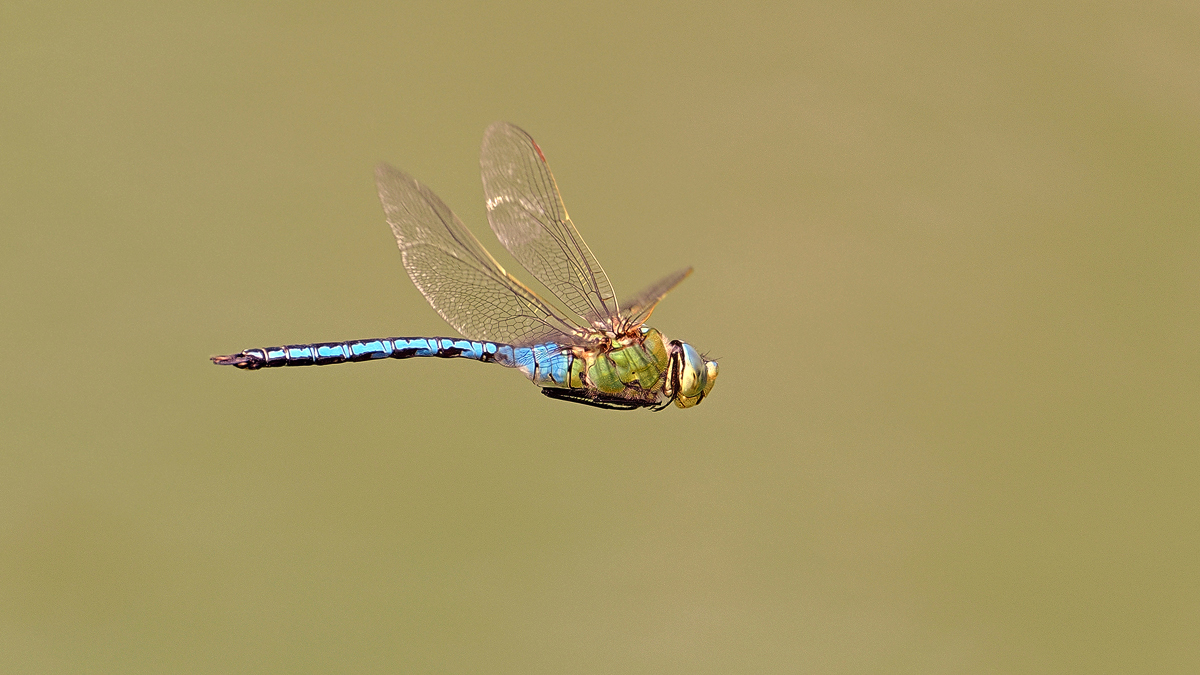 Dauerflieger Königslibelle