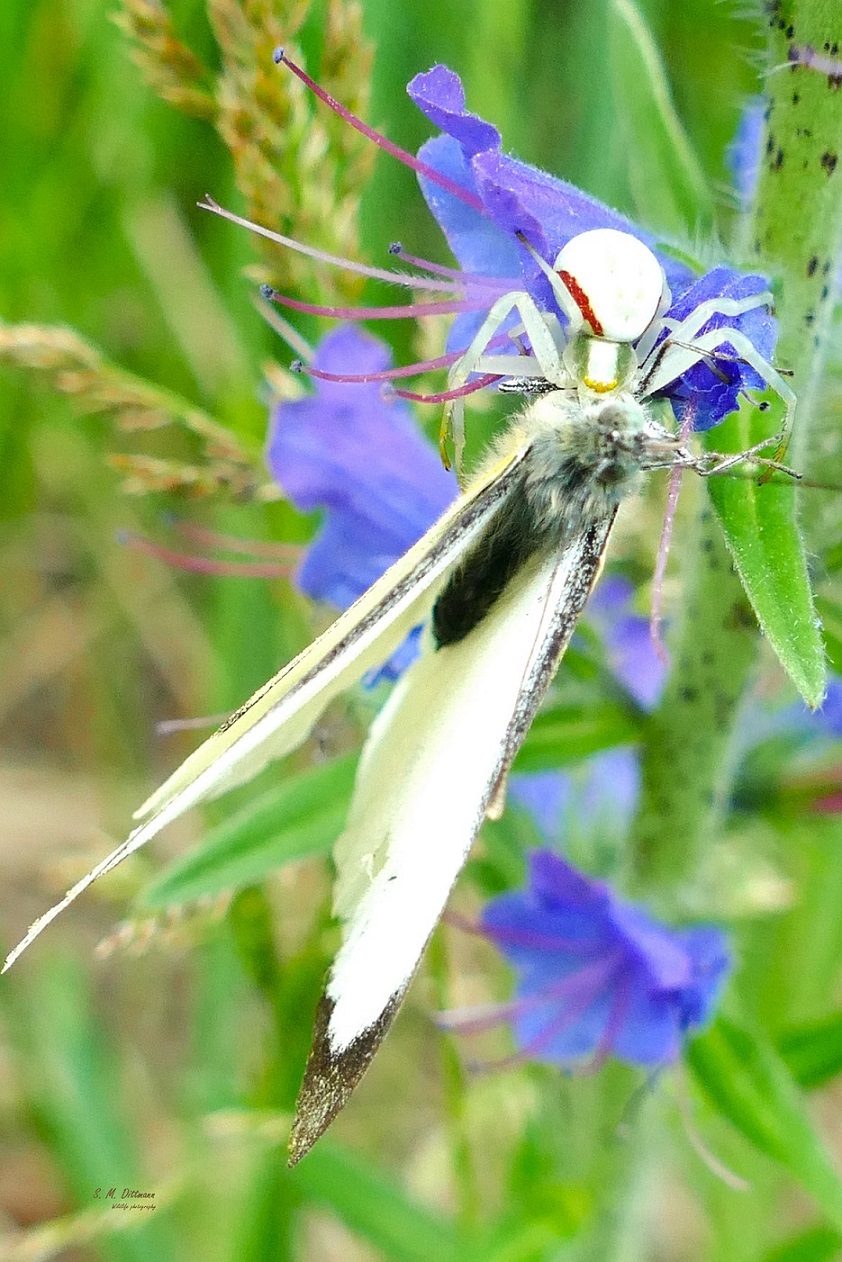 Krabbenspinne