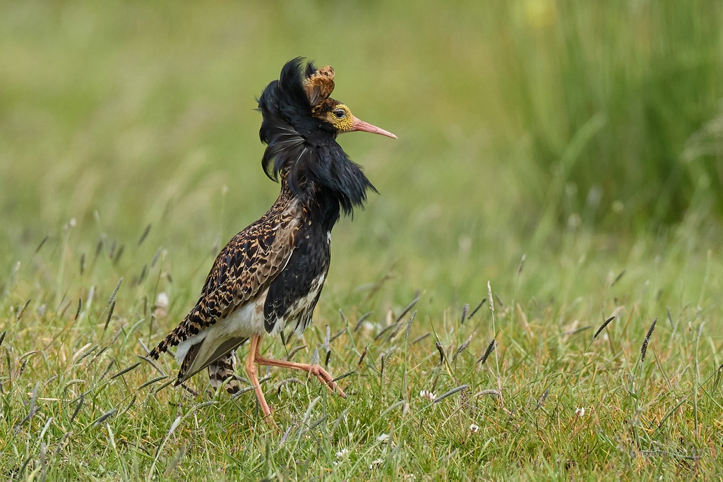 Kampfläufer