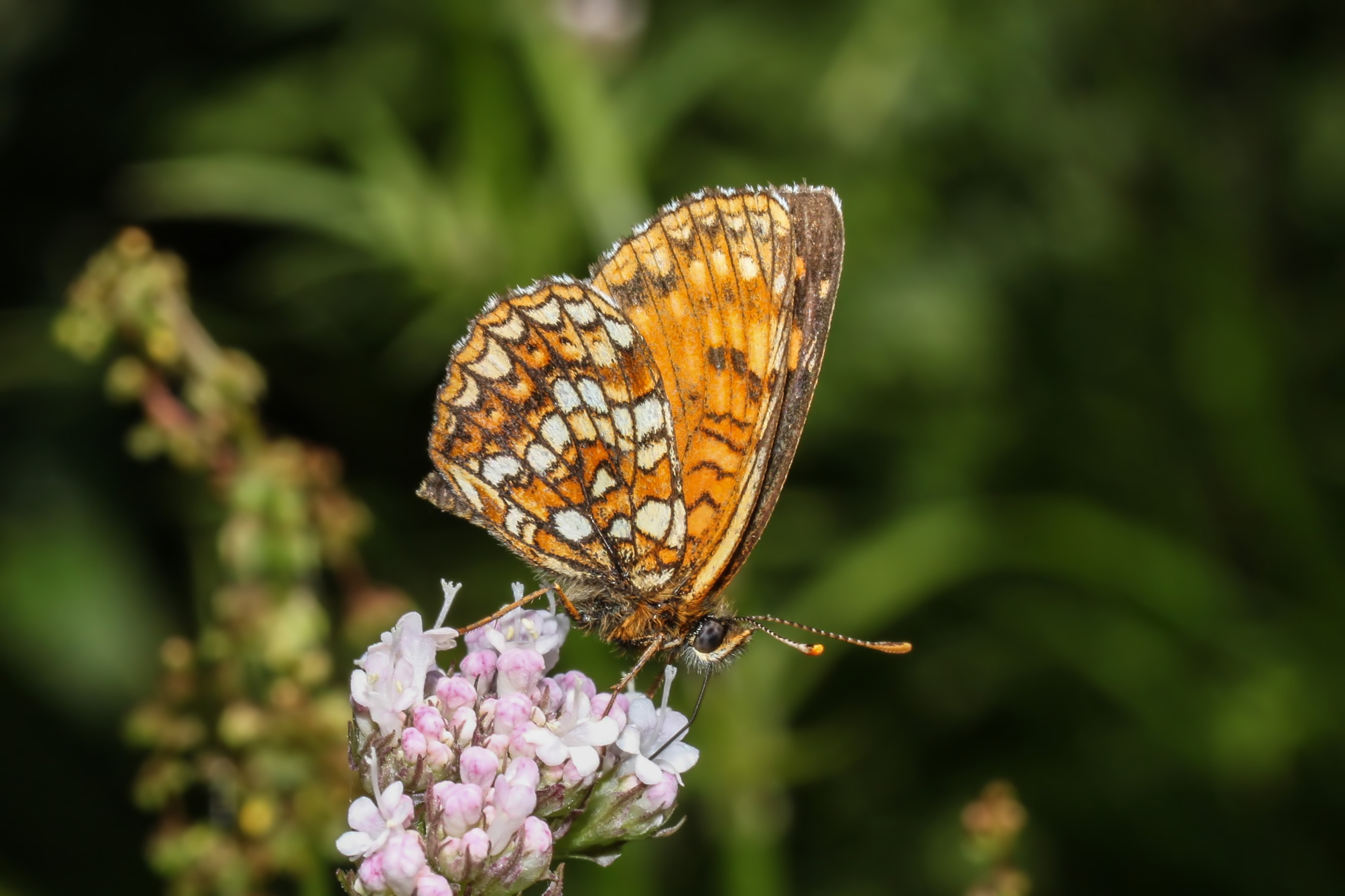 Melitaea diamina