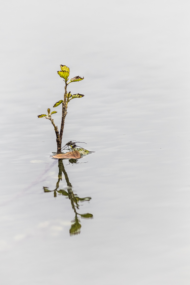 Einsame Insel mit Palme