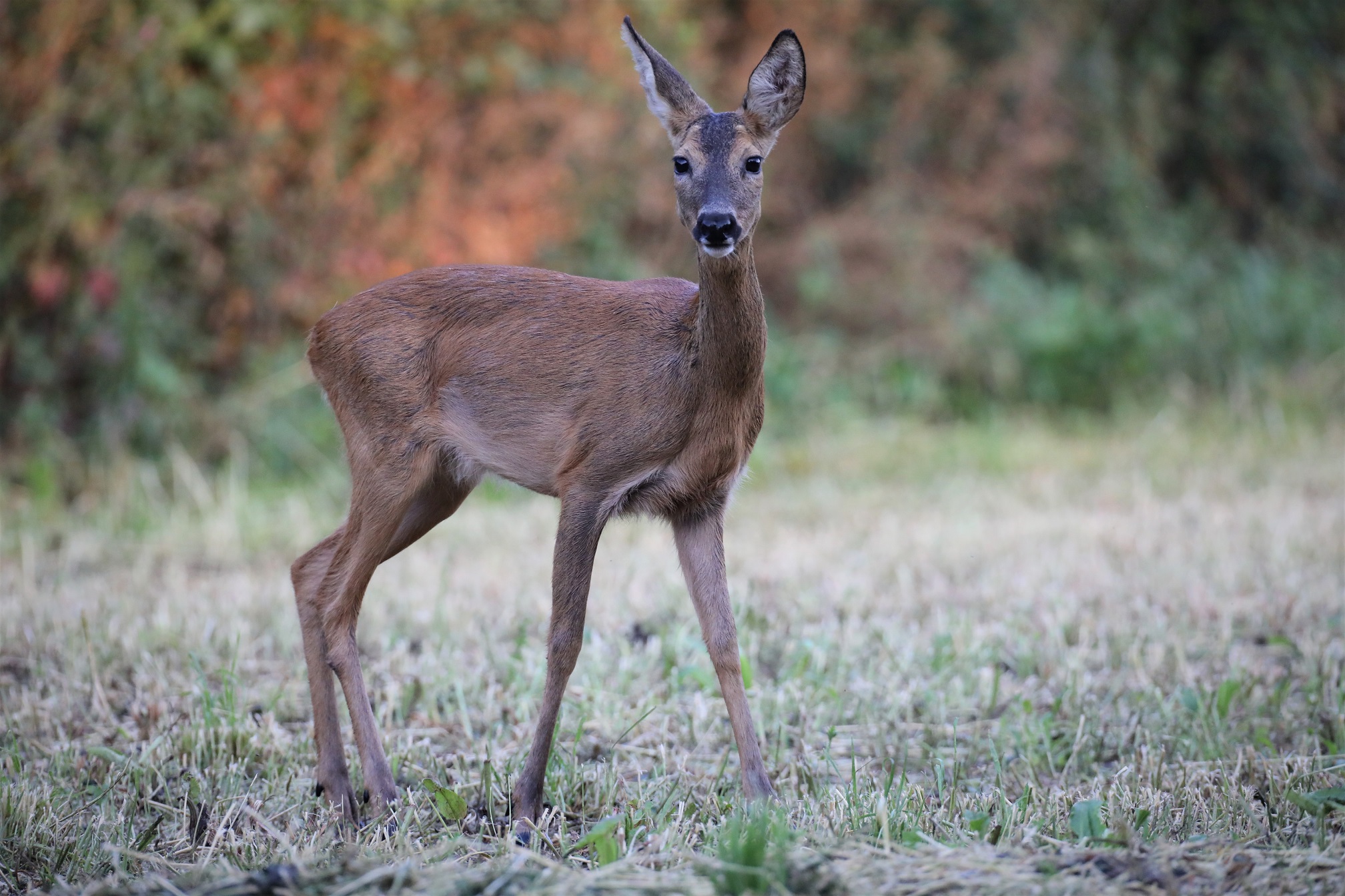 Reh (Capreolus capreolus)