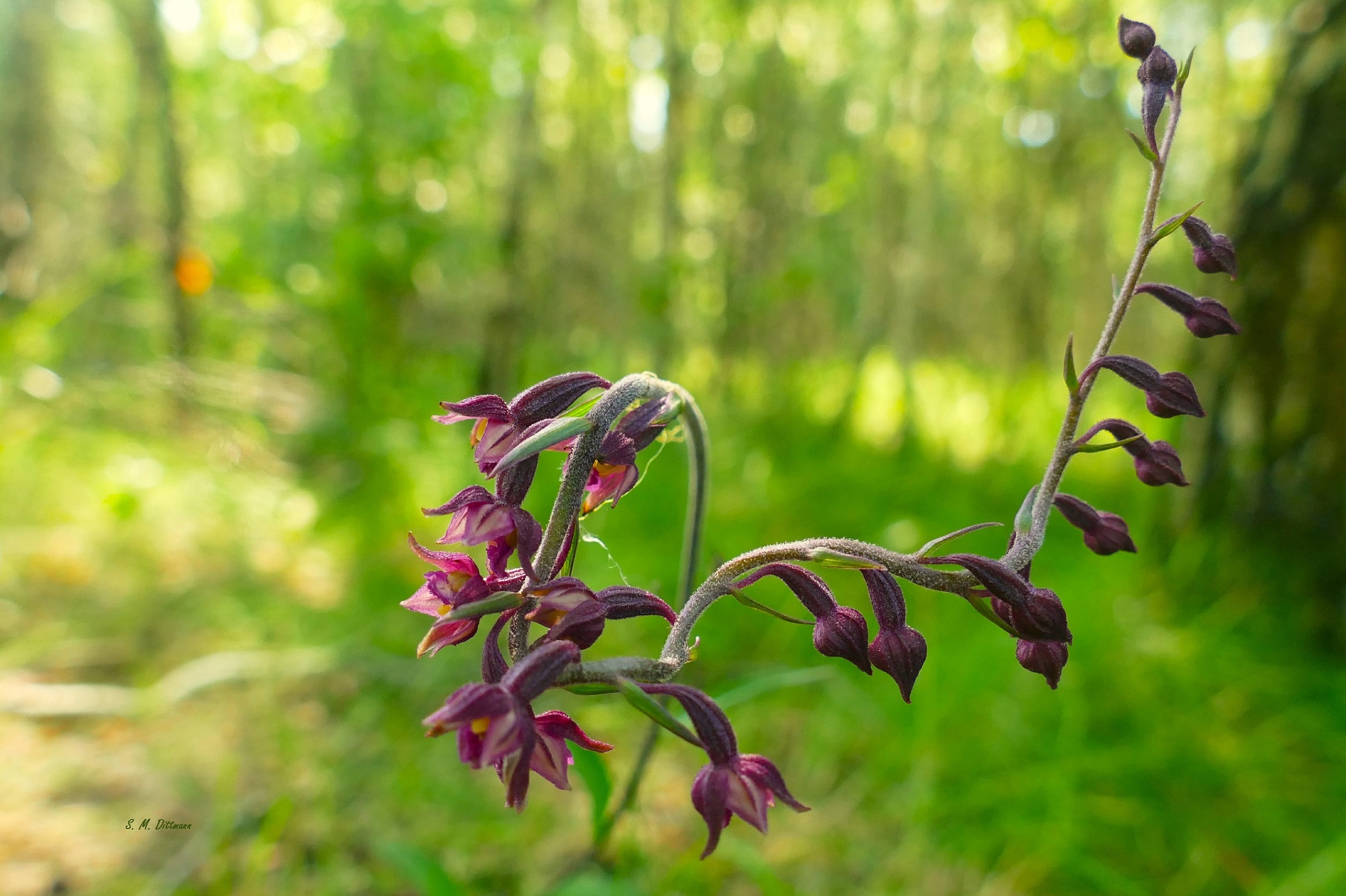 Epipactis atrorubens