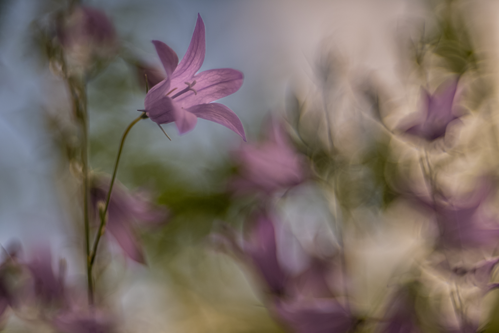 Glockenblume (Altglas)