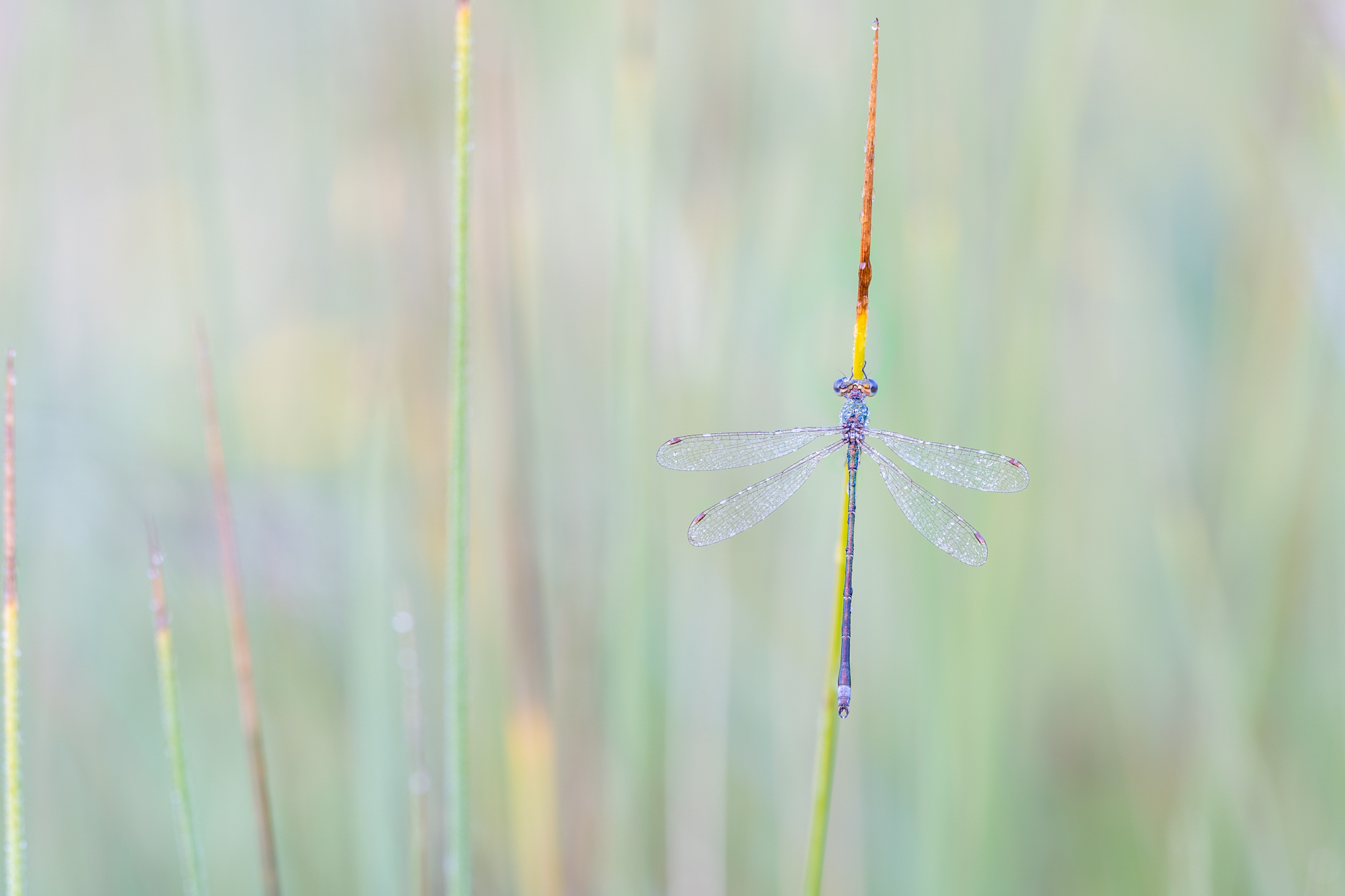 Pastel am Morgen