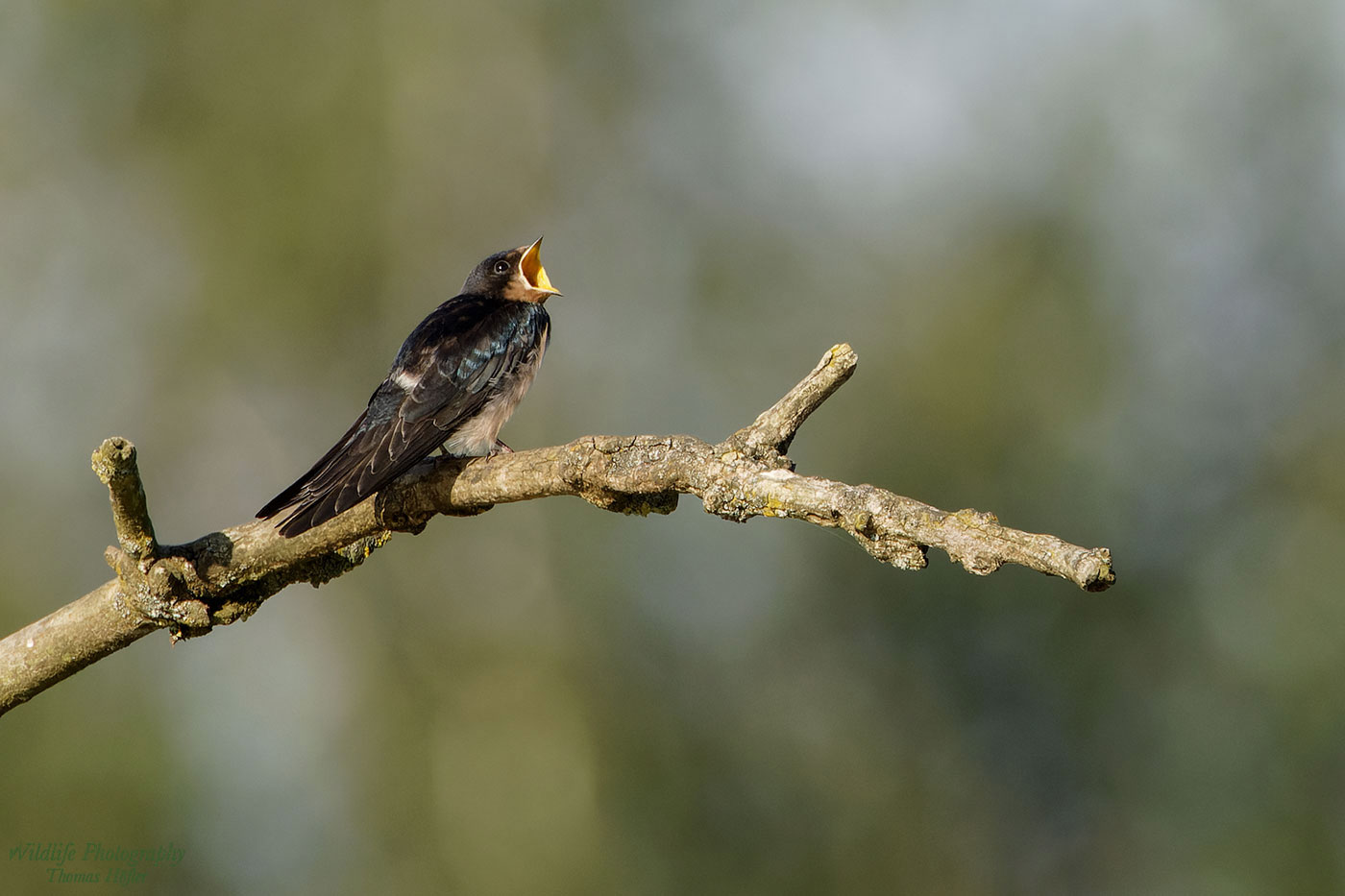 Hungrige juv. Rauchschwalbe