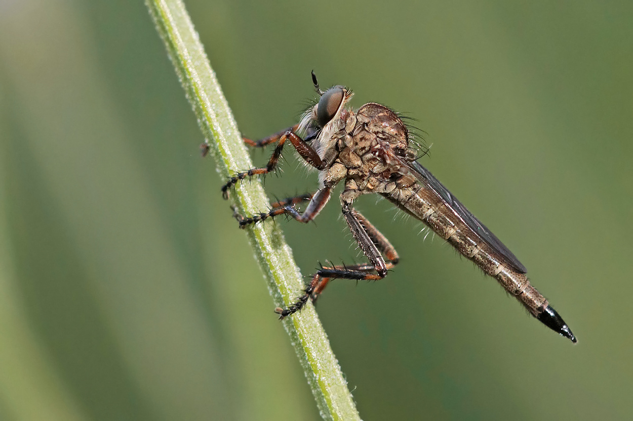 Kleine Raubfliege