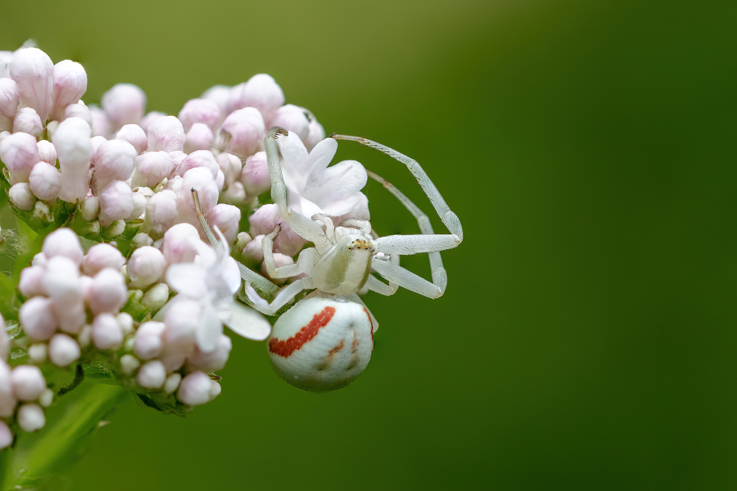 Veränderliche Krabbenspinne