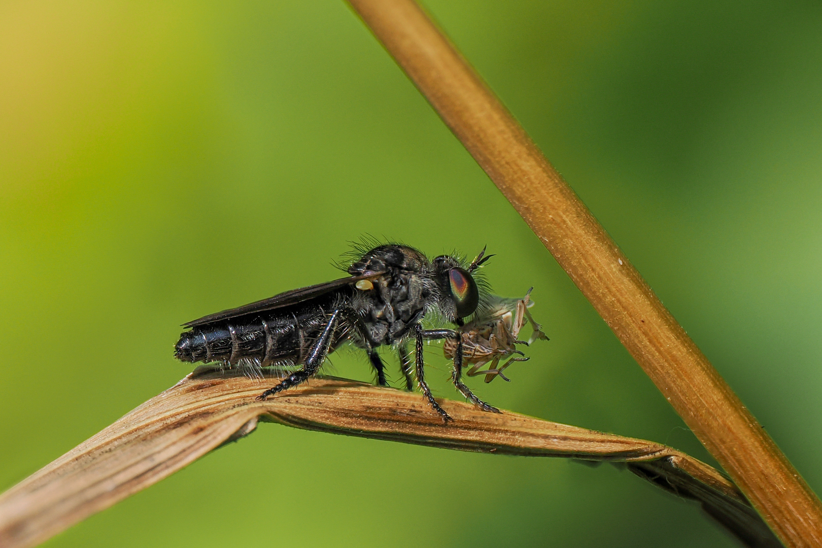 Extrem Selten ! Kleine Rabaukenfliege ( holopogon dimidiatus )