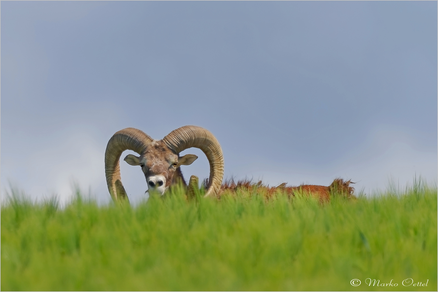 Europäischen Mufflons (Ovis gmelini musimon)