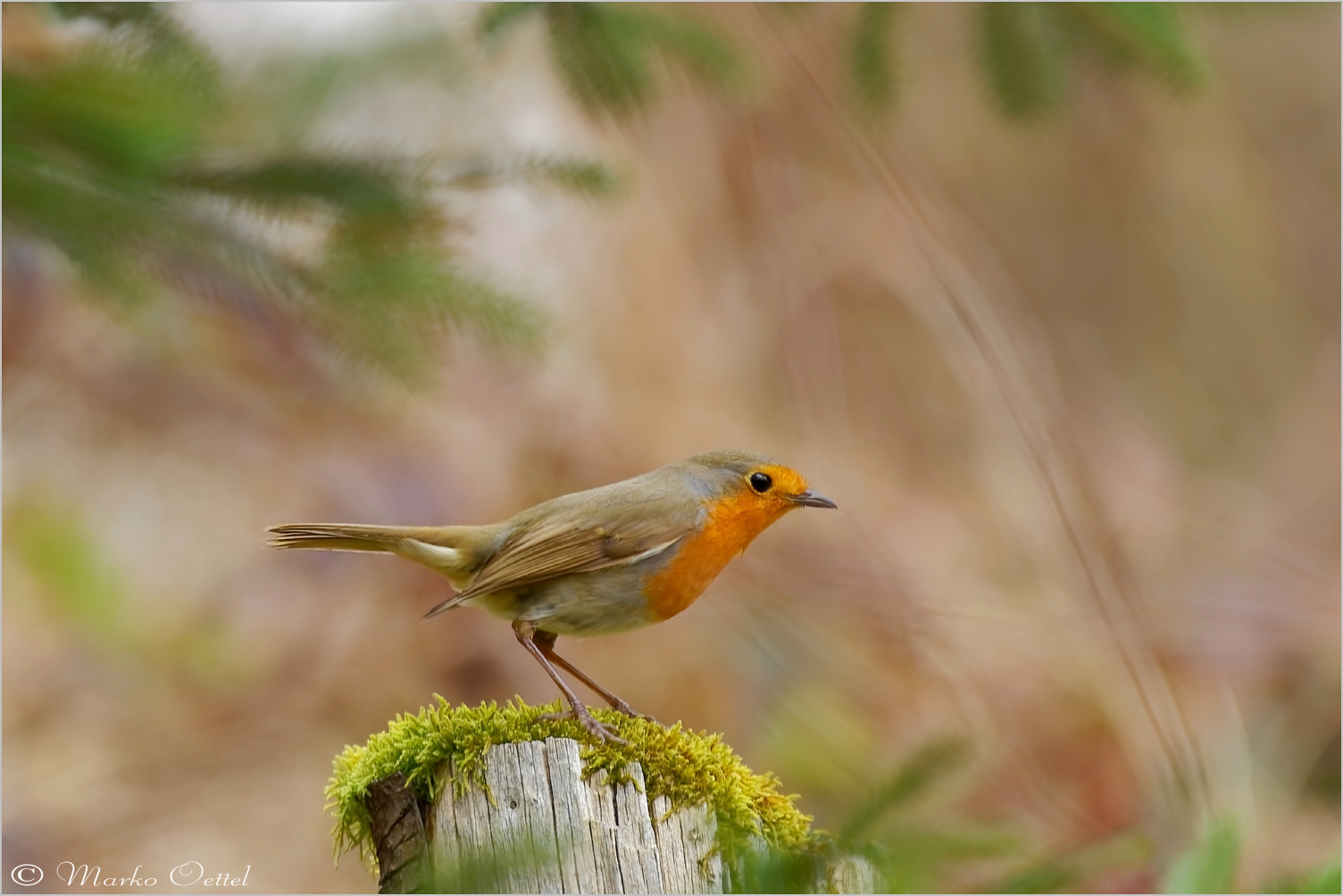 Rotkehlchen (Erithacus rubecula)