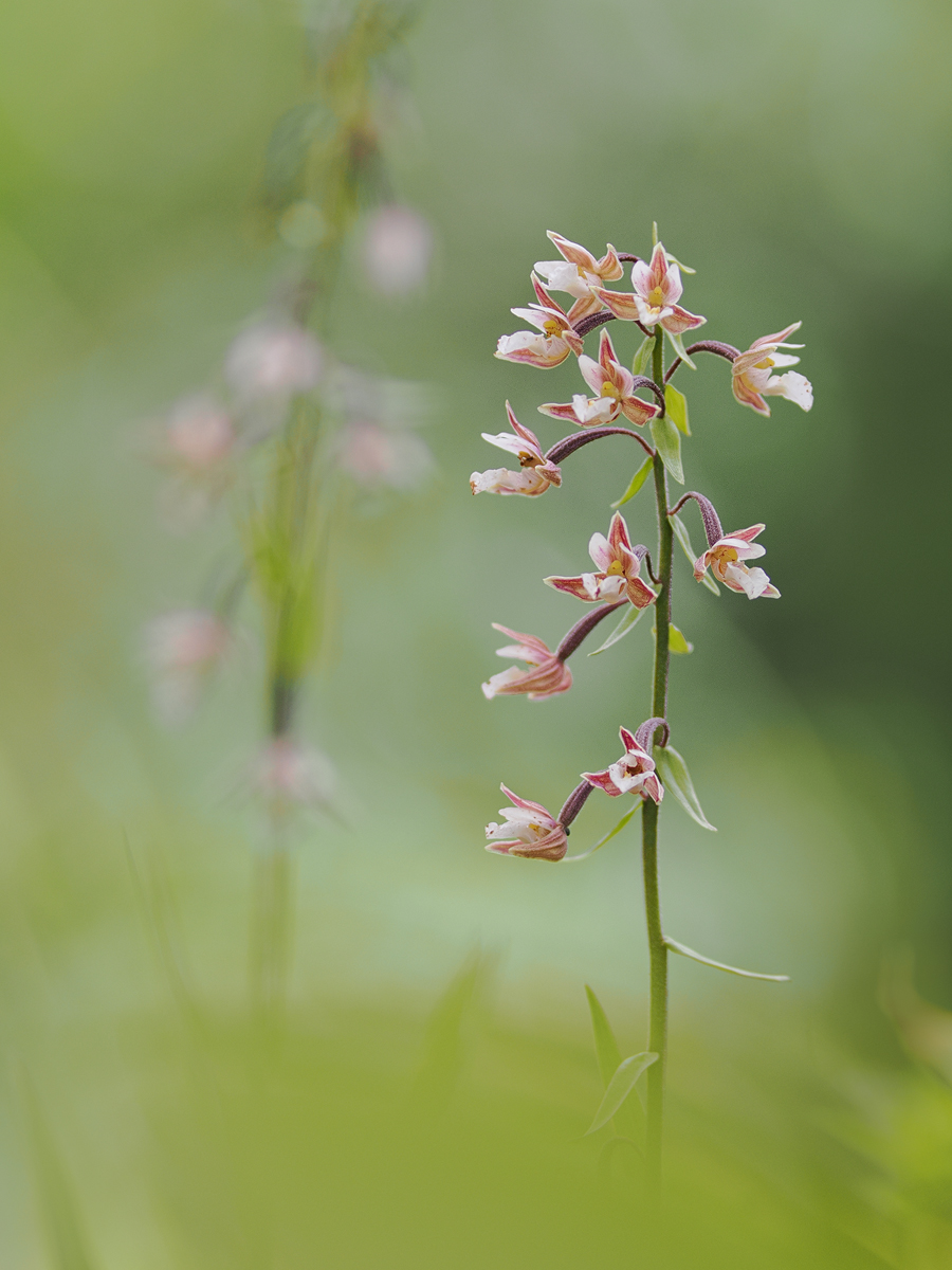 Epipactis spec ??