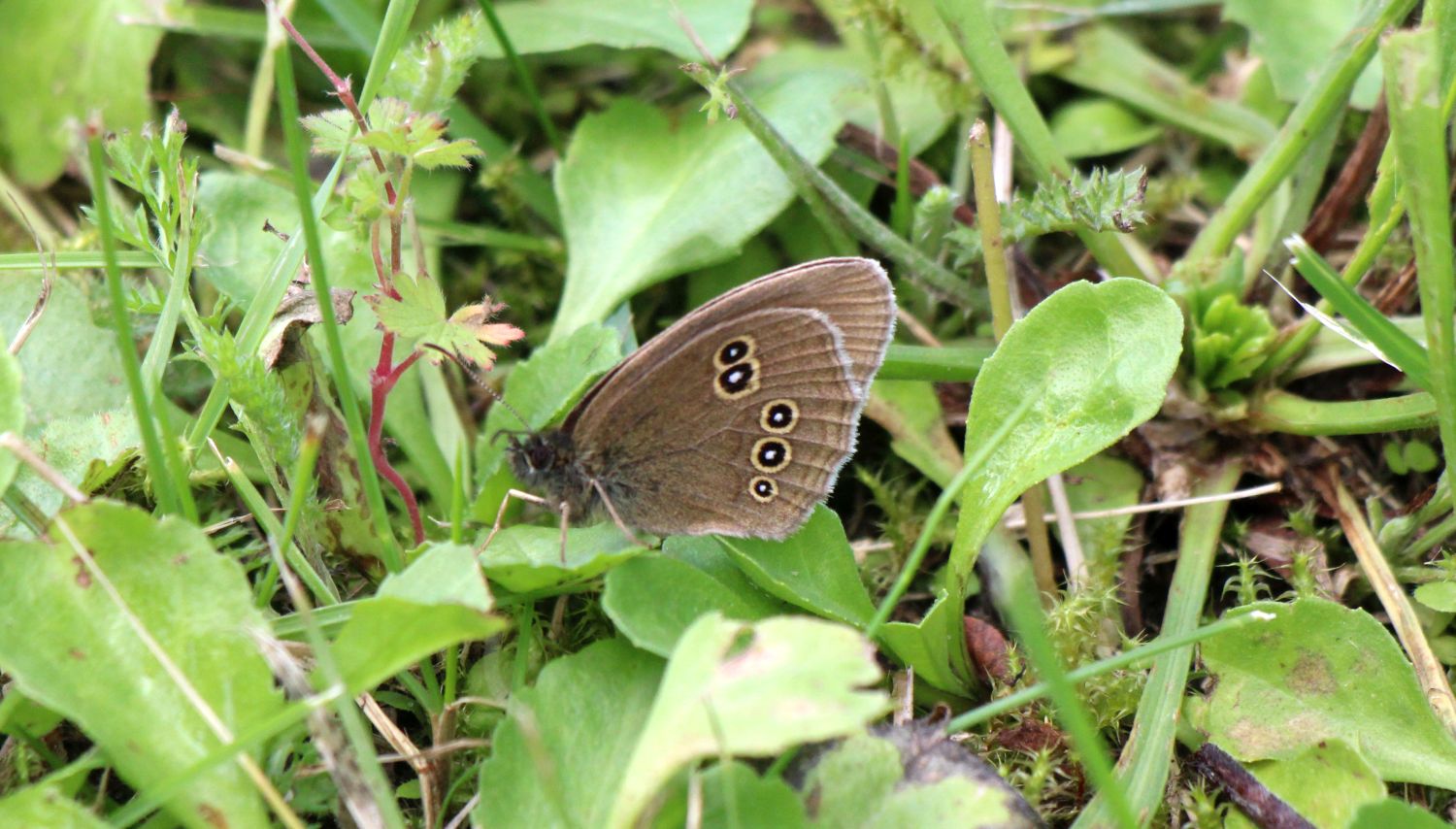 Brauner Waldvogel