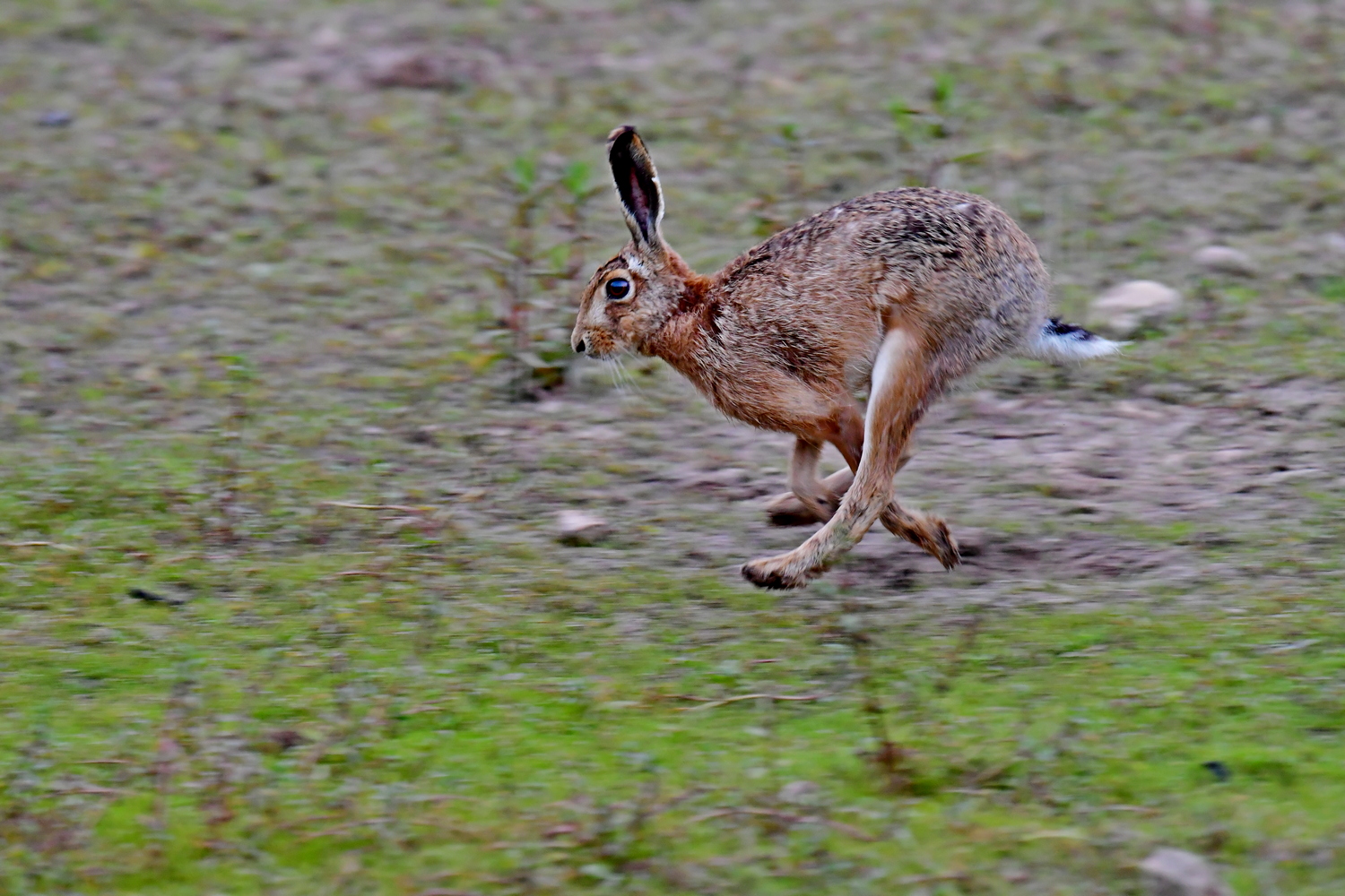 Fliegender Hase