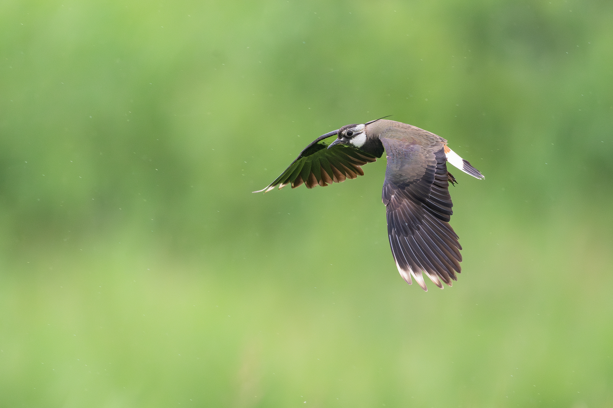 Kiebitz im Flug