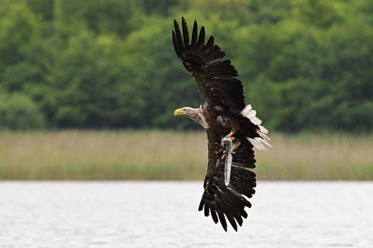 Seeadler...