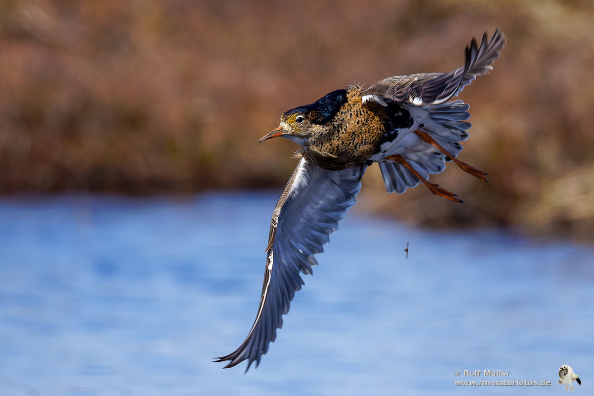 Kampfläufer (Philomachus pugnax)