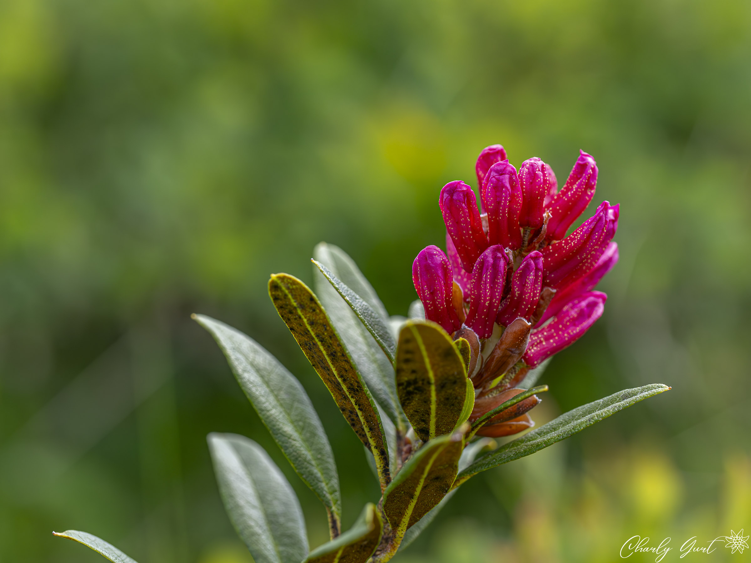Alpenrose