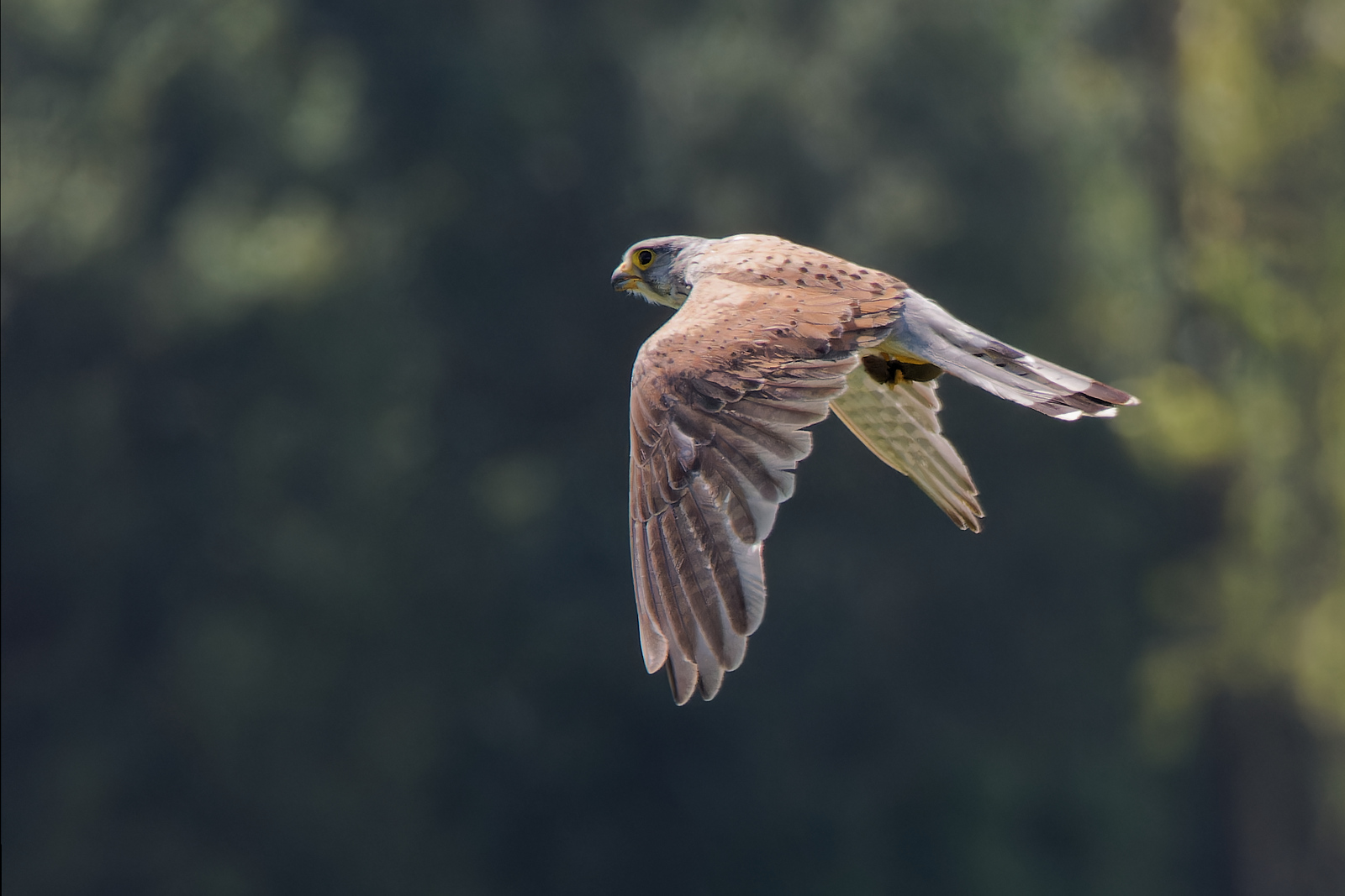 erfolgreicher Turmfalke