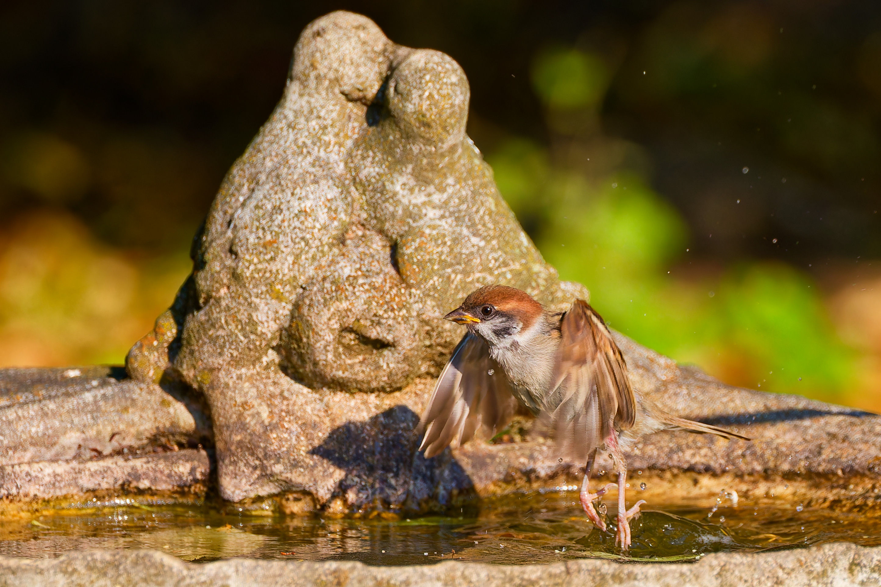 Wasserstart