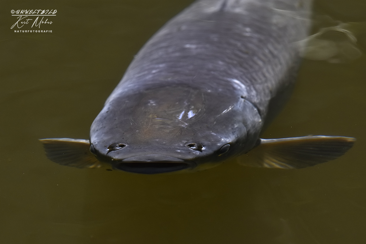 Fisches Nachtgesang