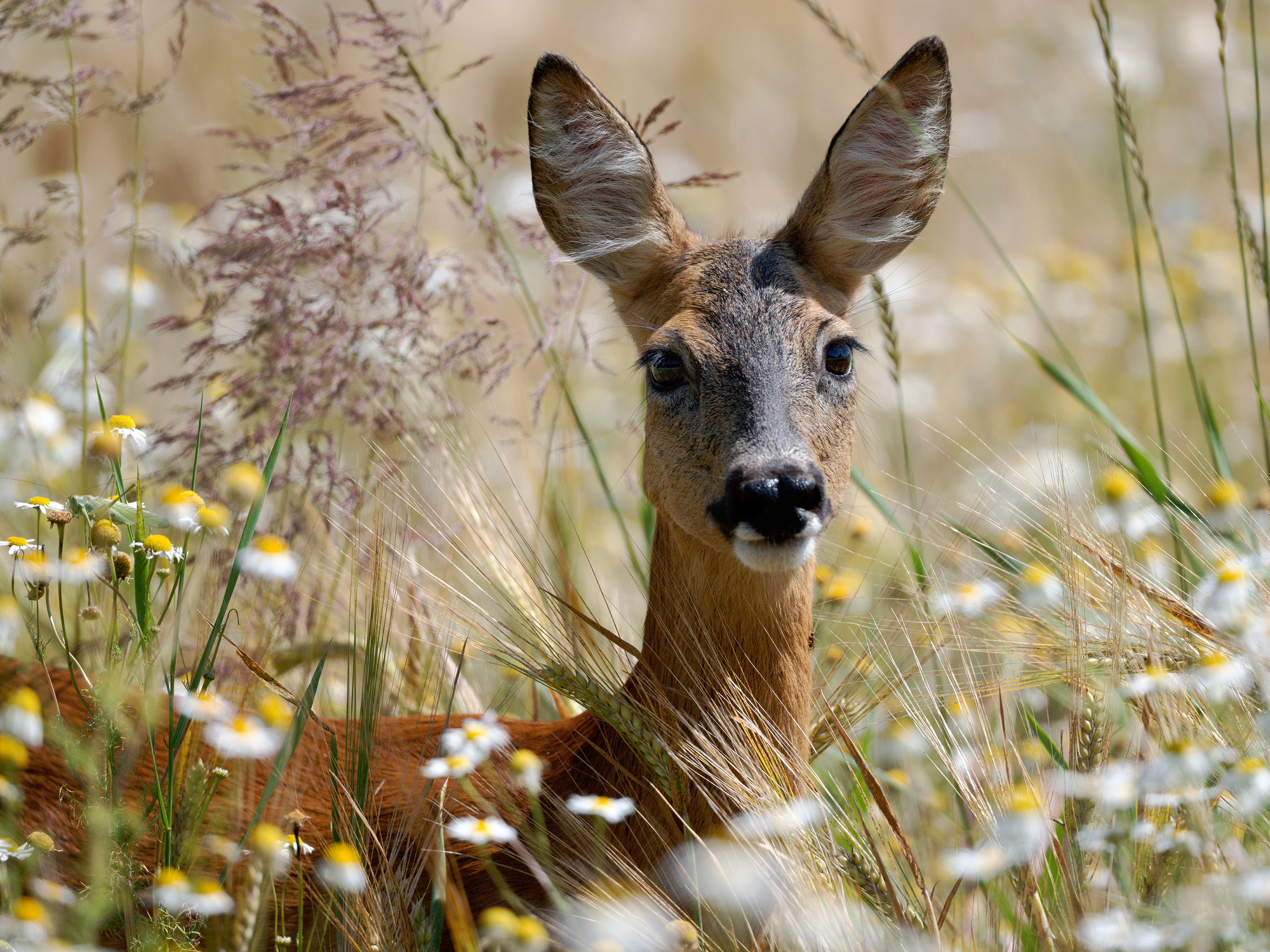 Reh im Kornfeld