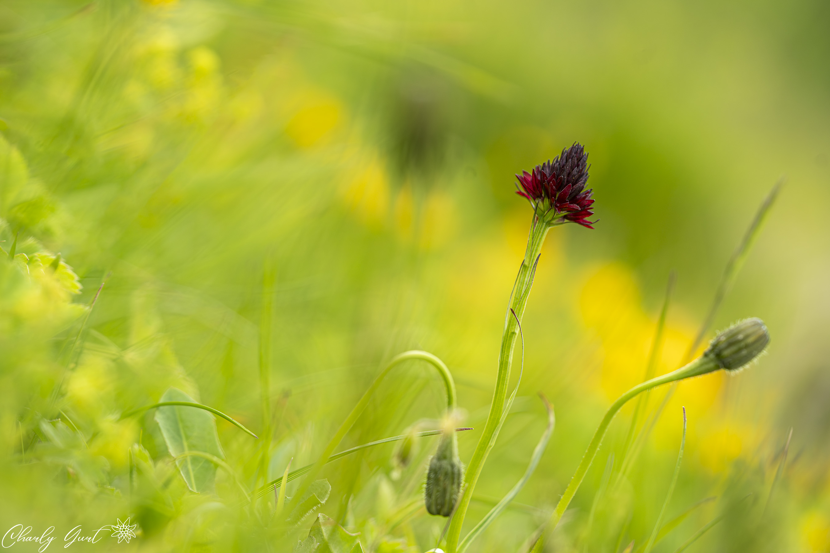 Schwarzes Männertreu ( Gymnadenia rhellicani )
