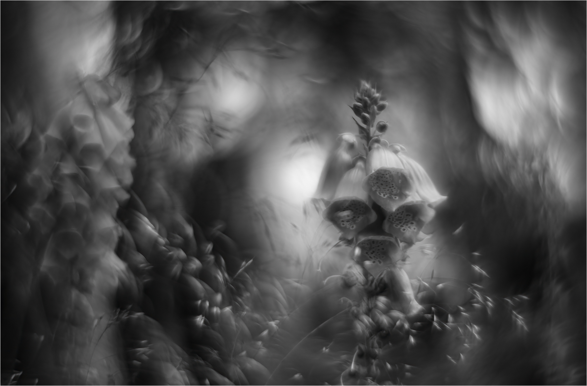 Purpurea in S/W
