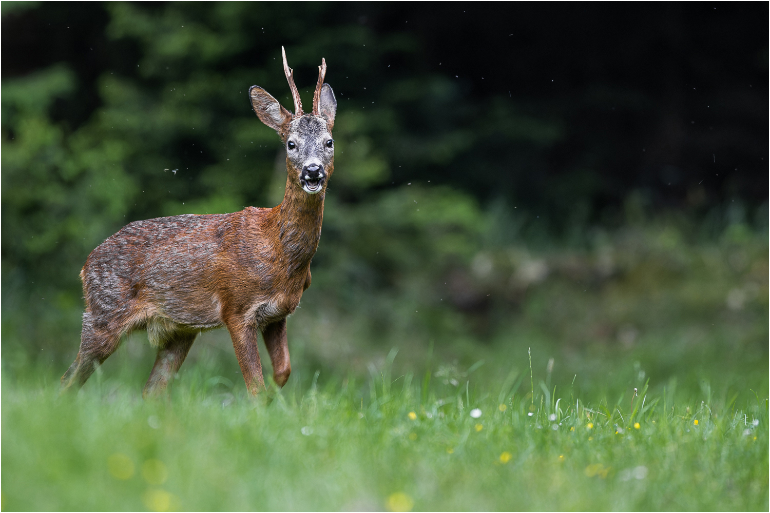 Maibock