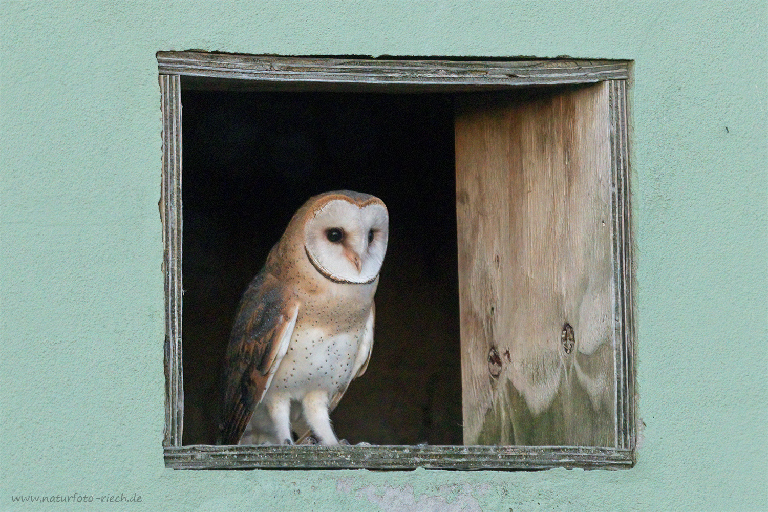 Eine Schleiereule am Fenster