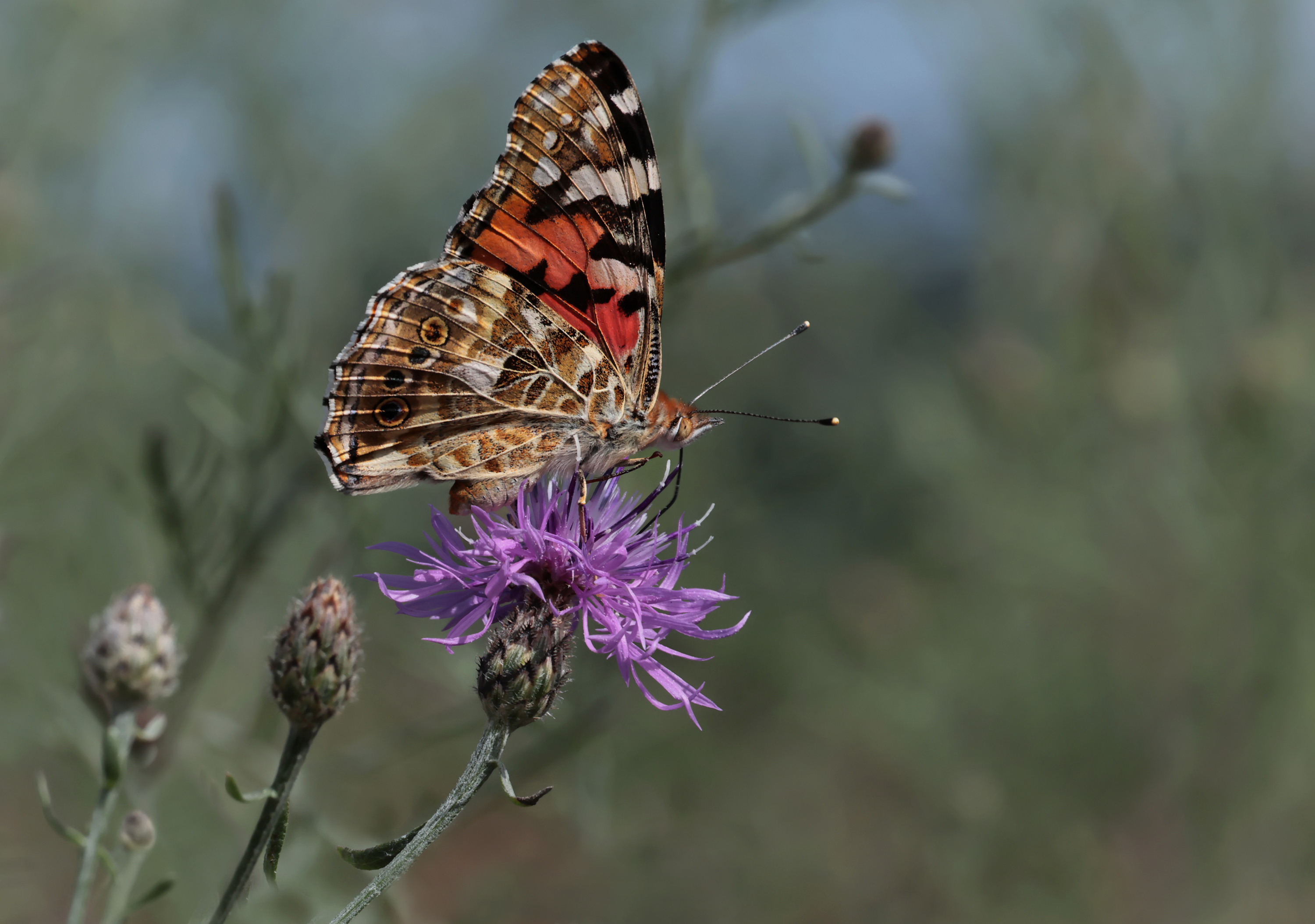 Distel auf Flockenblume....