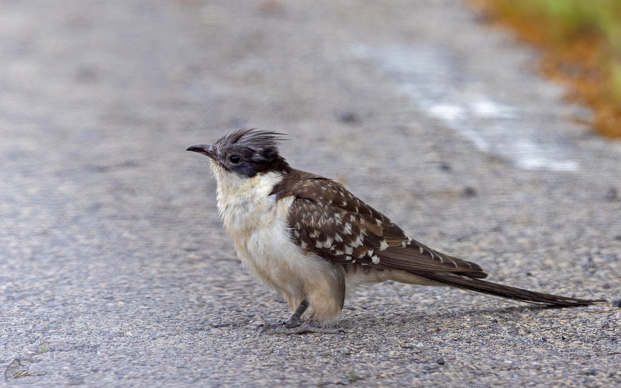 Häherkuckuck